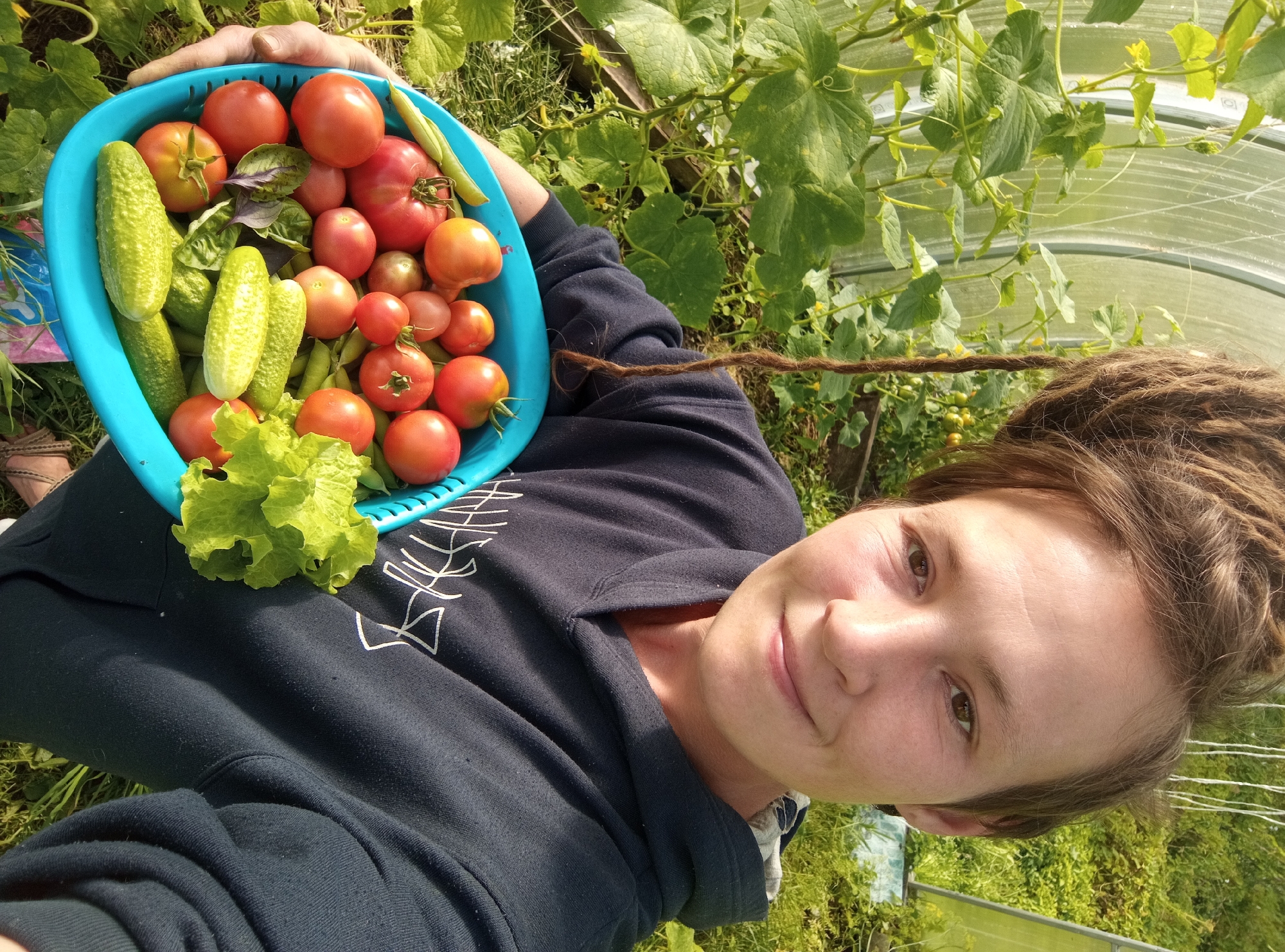 In Ostrovtsy, Russia, a person with dreadlocks is holding a blue basket filled with freshly harvested produce. The basket contains several ripe tomatoes, green cucumbers, a head of lettuce, and some green beans. The person is wearing a dark blue hoodie. The background shows a greenhouse with cucumber plants growing inside, and lush green foliage outside. The scene suggests a successful harvest in a garden setting.