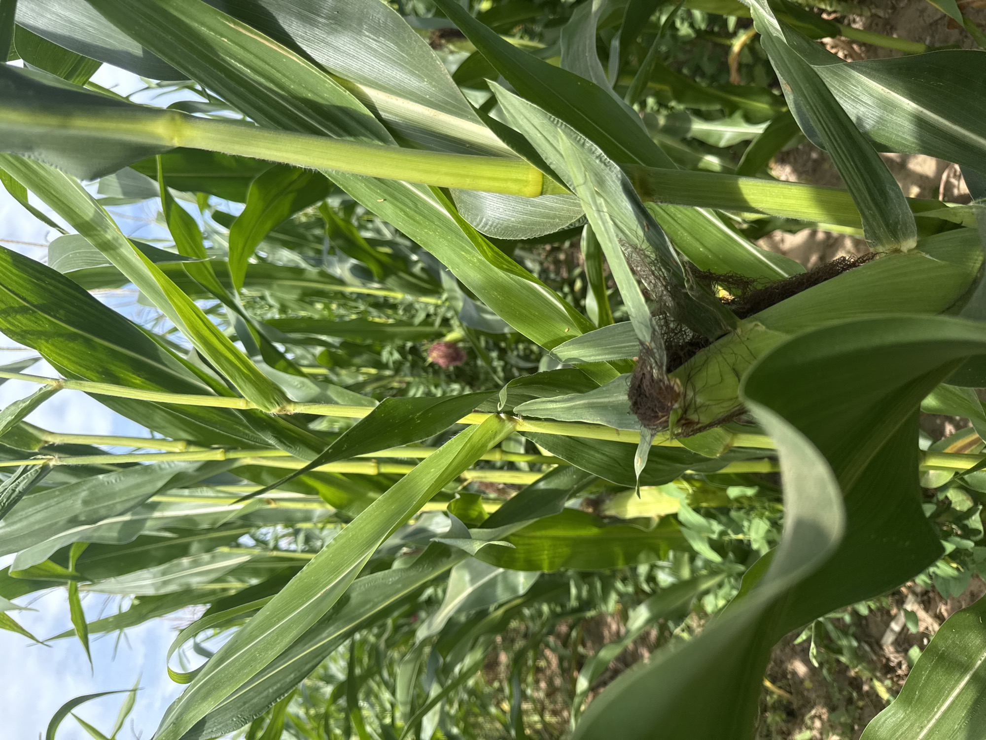 A close-up, eye-level shot shows a cornfield with a focus on a young corn cob. The corn cob is nestled between large, green leaves and stalks. The leaves are long and slender with prominent veins and a slightly waxy sheen. The stalks are thick and ribbed. The background is a blur of more corn stalks and leaves, with hints of the blue sky visible through the foliage. The lighting suggests it is a bright, sunny day, casting dappled shadows across the plants. The scene is set in a rural agricultural area, potentially the outskirts of Большое Волково, Russia, where corn is cultivated. There are no people or animals visible in the frame.