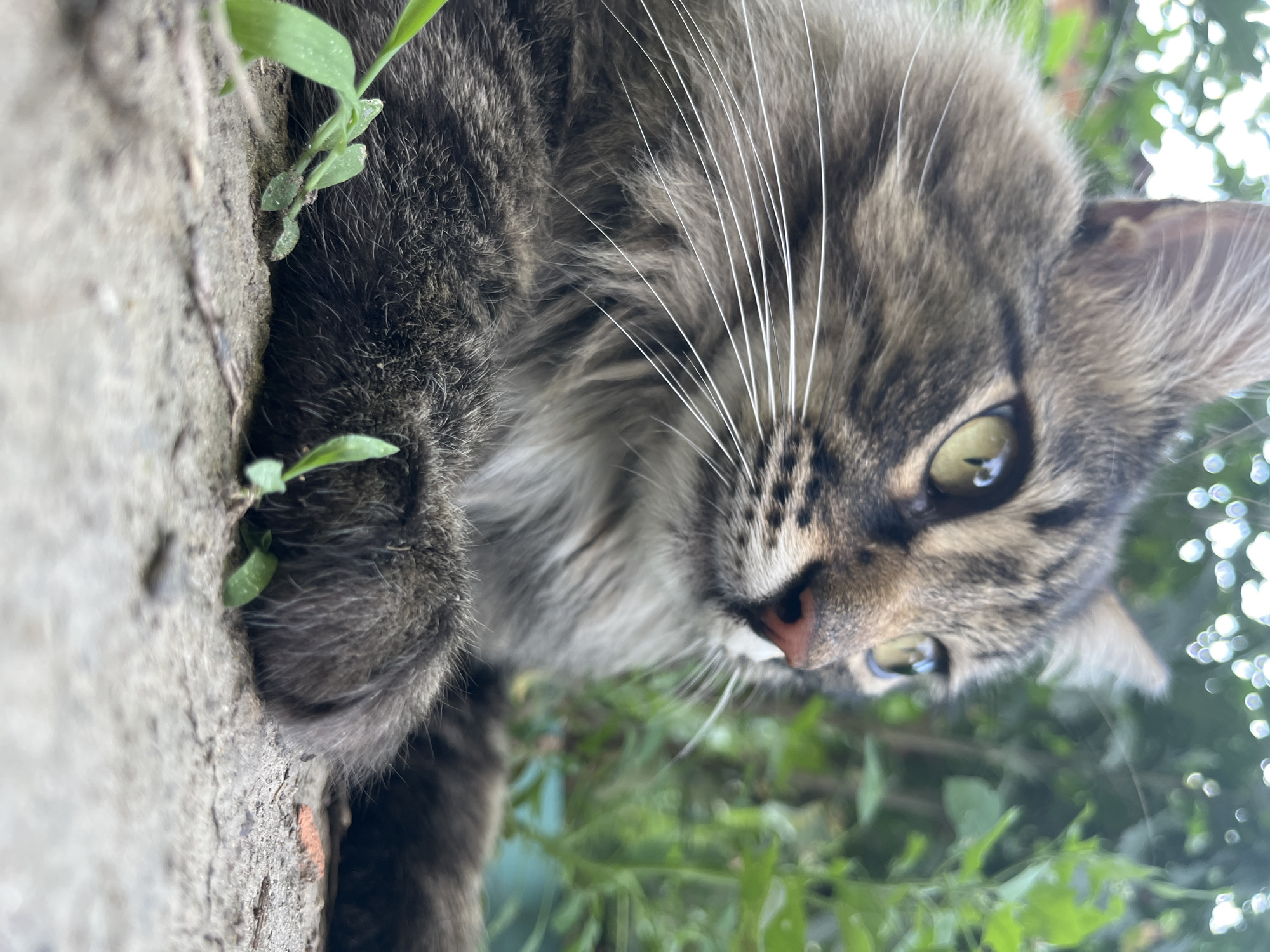 The image shows a close-up of a tabby cat lying on a concrete surface outdoors. The cat is facing to the right, with its head tilted slightly upwards. Its eyes are a bright yellow-green and appear to be focused on something outside the frame. The cat has long, white whiskers that fan out from its muzzle. Its fur is a mix of brown, black, and gray stripes, and it has a fluffy mane around its neck. In the foreground, there are small green shoots of grass growing through cracks in the concrete. The background is blurred, showing lush green foliage and some dappled sunlight filtering through leaves. There is no indication of the city of Krasnyye Barrikady, Russia, or any other specific location within the image. The scene is serene and natural, focusing on the cat and its immediate surroundings.