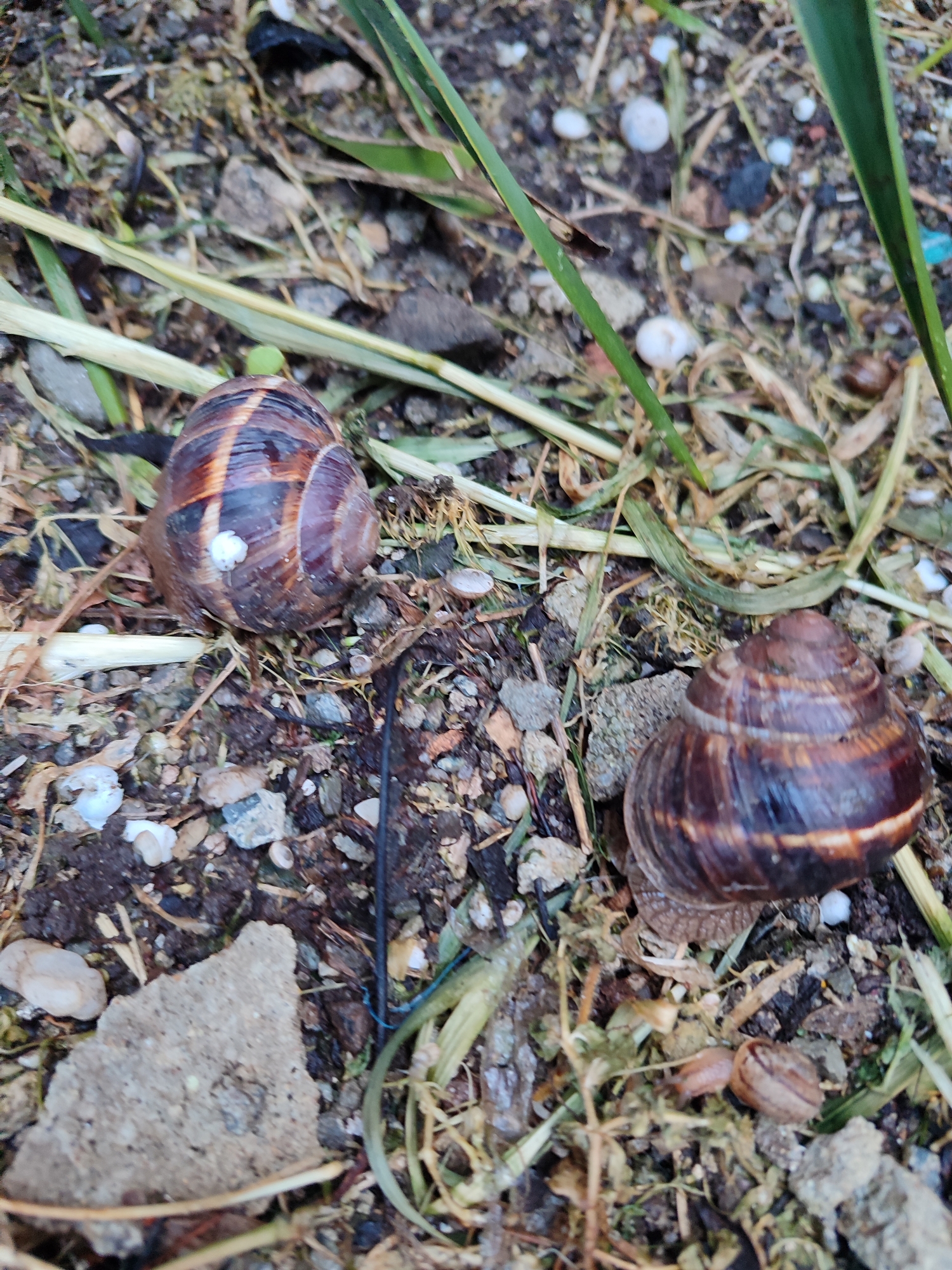 The image shows two adult land snails, *Helix lucorum*, crawling on soil, interspersed with dry and green grass, small stones, and shell fragments. One snail has a small white object adhered to its shell. The smaller snails, also likely *Helix lucorum* juveniles, are partially visible near the lower right corner. Based on the visible environmental cues, including the soil composition and the presence of *Helix lucorum*, the image may have been taken in a garden or similar cultivated area in Burgas, Bulgaria.