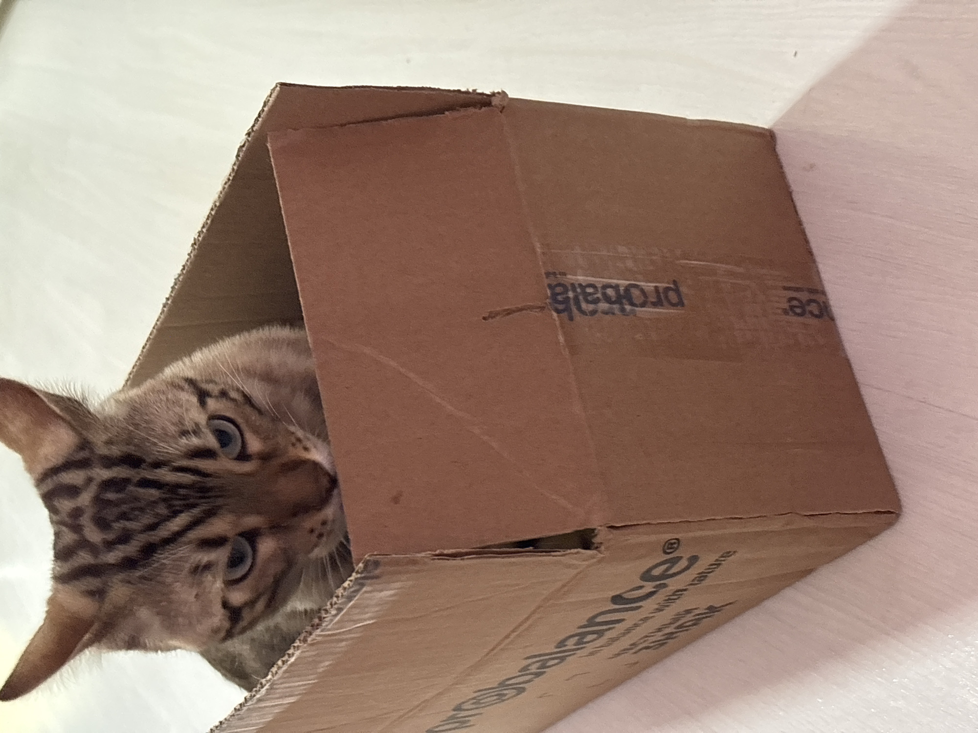 A Bengal cat with distinctive spotted fur and blue eyes is sitting inside a cardboard box. The box is brown and has text printed on its side that is partially obscured. The cat is positioned in the center of the box, looking forward with a somewhat stern expression. The background appears to be a light-colored, possibly wooden, floor. The image was taken in Chaikovsky, Russia.