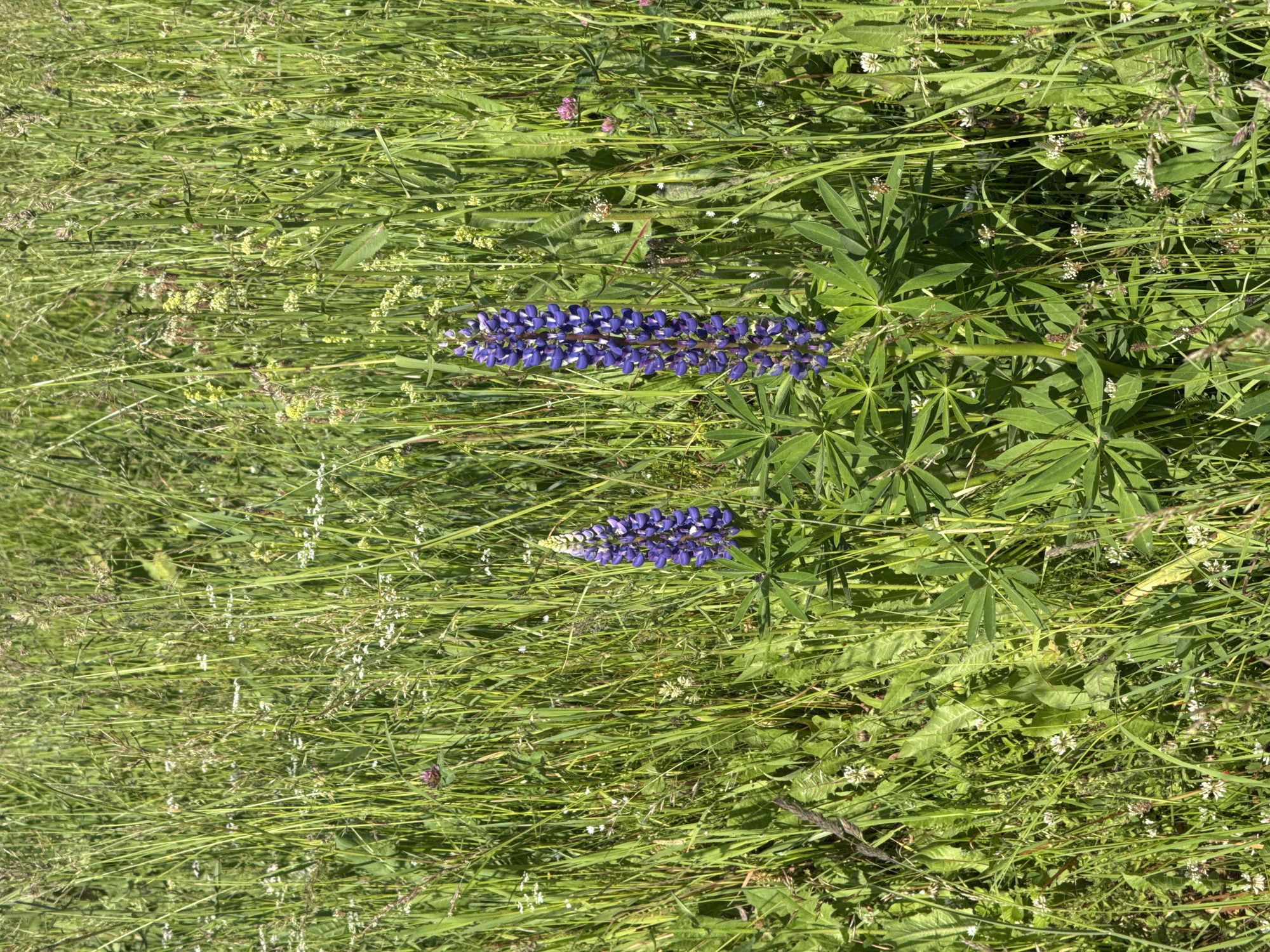 Two purple lupine flowers stand tall in a field of tall green grass. The lupines are in the foreground, with the taller one on the right and a smaller one slightly to the left. The field is dense with various types of grasses and some smaller white and pink wildflowers scattered throughout. The sun is shining, creating a bright and natural environment. The image was taken in a field in the city of Vasyuta, Russia.