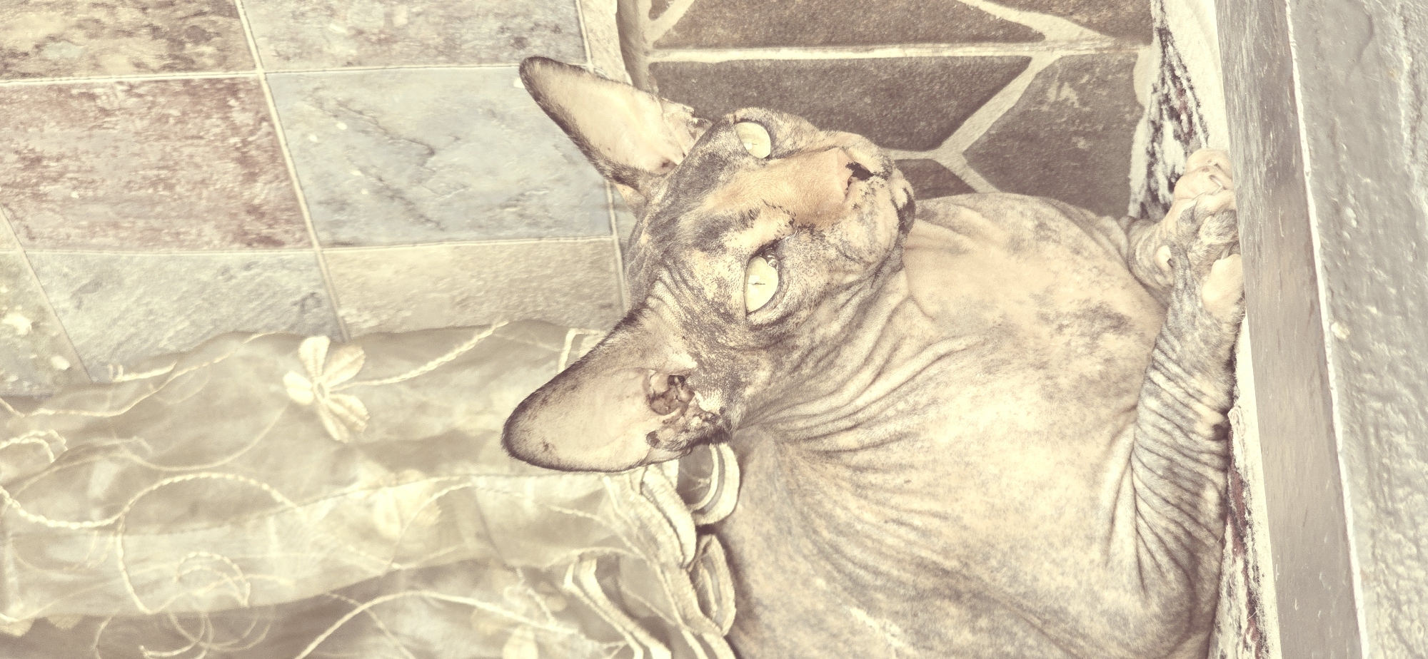 A hairless cat, likely a Sphynx breed, with light green eyes and a mottled grey and tan coat, is lying down. The cat's skin is wrinkled, and it has large, prominent ears. The background consists of a sheer, light-colored curtain with embroidered floral patterns on the left and a tiled wall with irregular, square-shaped tiles in shades of grey and brown on the right. The cat appears to be in an indoor setting, possibly a home or a covered outdoor space, in Baku, Azerbaijan. The lighting suggests it is daytime.