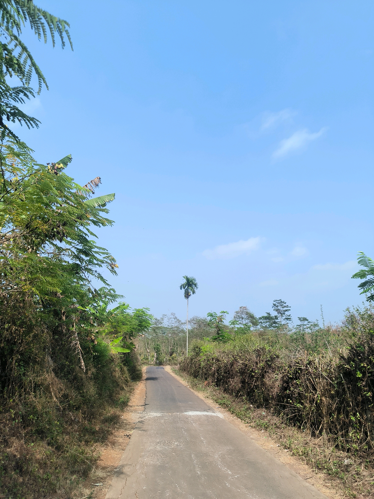 A paved road runs through a rural landscape in Bawen, Indonesia, with dense vegetation lining both sides. The road, a light gray color, appears to be in moderate condition, with some wear and tear visible. On the left side of the road, lush green trees and bushes create a dense wall of foliage, with some branches extending over the road. On the right, similar vegetation forms a thick barrier, with dry, brown stalks interspersed among the green. In the distance, the road curves slightly and disappears behind the trees, with a tall, slender palm tree standing out against the clear, light blue sky. A few wispy white clouds dot the sky. The overall impression is one of a tranquil, natural setting, possibly on a sunny day.