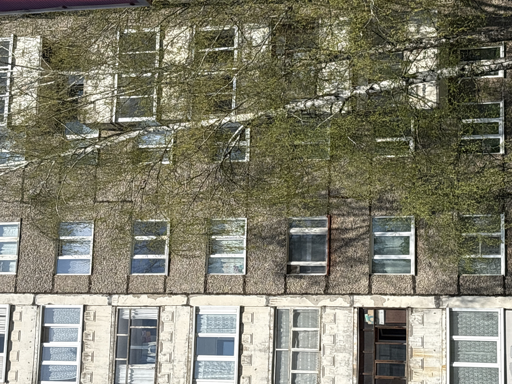 A medium shot depicts the facade of a multi-story building partially obscured by a birch tree, likely located in Izhevsk, Russia. The building exhibits a Soviet-era architectural style with a concrete exterior and repetitive window arrangements. The lower levels of the facade show signs of wear and tear, with visible weathering and some disrepair around the window frames. A few windows are open or missing panes. The birch tree is in early spring, with nascent leaves and delicate branches spread across the building's surface. The light source suggests a sunny day, casting shadows of the tree branches onto the building. No people are visible in the frame.