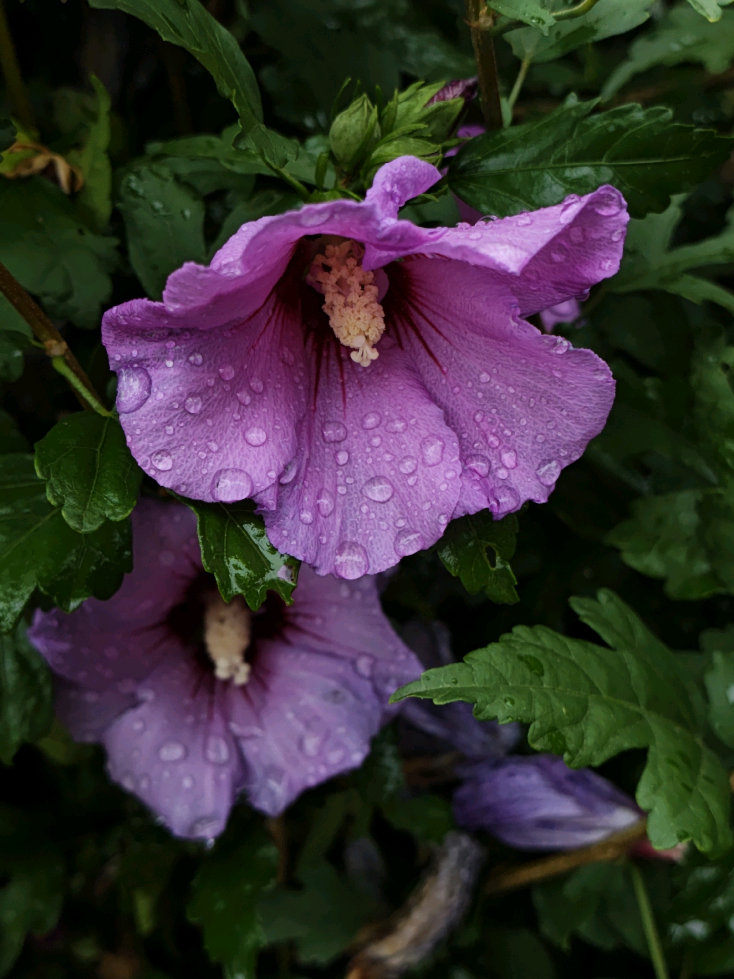 In Parkhomivka, Ukraine, two vibrant purple hibiscus flowers are the central subjects of this image. The flowers are wet, with numerous clear water droplets clinging to their delicate petals, suggesting recent rain. The upper flower is in sharp focus, revealing intricate details of its stamens and pistil, which are a creamy white color. Its petals are a deep, rich purple, with some showing a slightly darker hue towards the center. The lower hibiscus flower is also visible but is softer in focus, with its petals appearing a lighter shade of purple.
Surrounding the flowers are lush, dark green leaves. Some of these leaves also bear water droplets. The overall impression is one of a natural, serene moment captured after a rainfall. The background is a blur of green foliage and darker shadows, creating a sense of depth and drawing attention to the flowers. There are no people or animals visible in the scene.