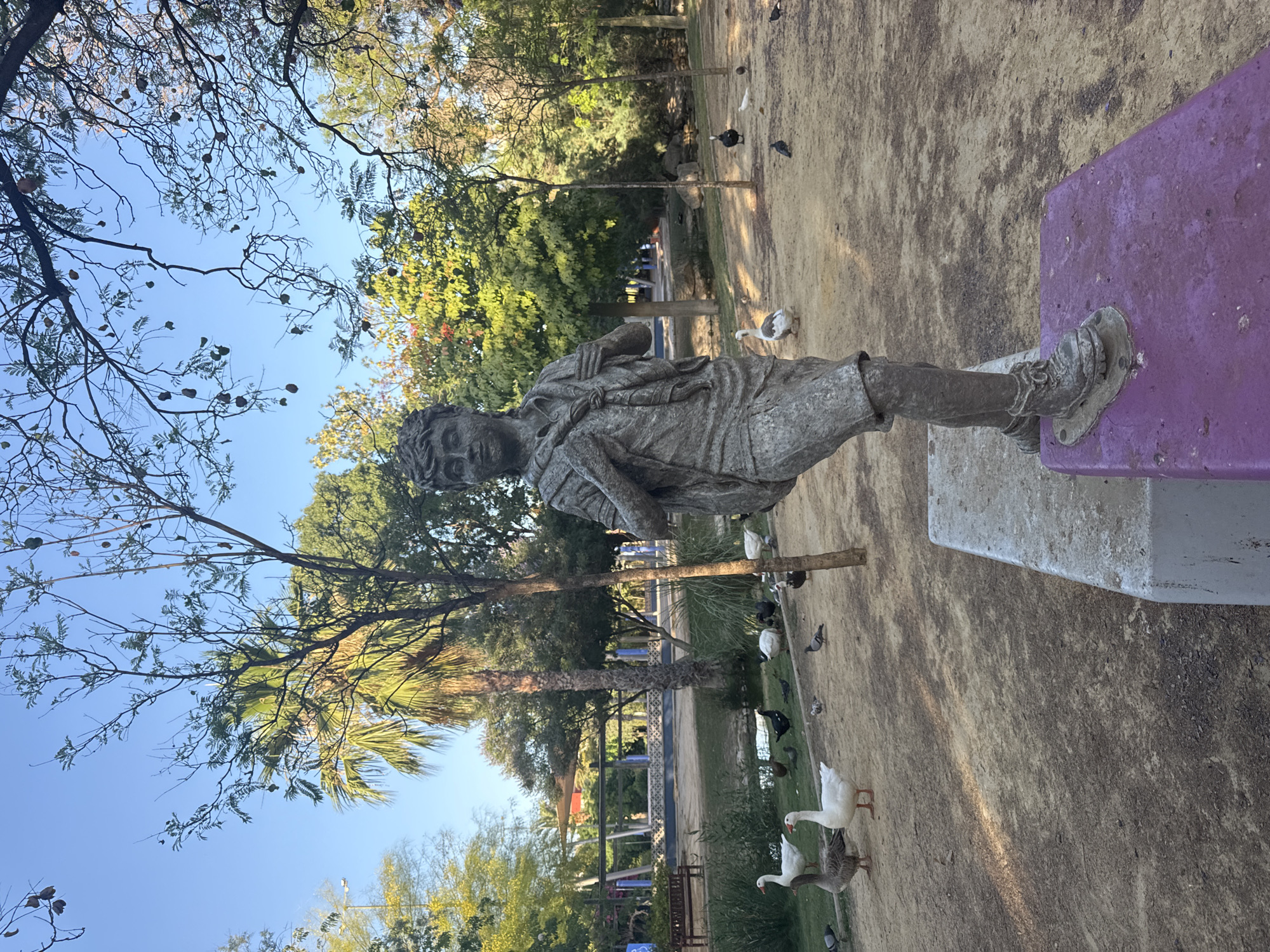 The image depicts a statue of a young boy in a park. The boy is depicted wearing shorts, a t-shirt, and boots, with a backpack slung over his shoulders. He is standing on a concrete pedestal which is partially covered by a purple platform. The statue is made of a weathered, dark material, possibly bronze or stone.
The park environment is characterized by a dry, sandy ground scattered with fallen leaves. Several geese and pigeons are visible in the foreground and midground. In the background, lush green trees, including palm trees, create a vibrant backdrop against a clear blue sky. There are also indications of park amenities such as benches and a sheltered seating area. The overall impression is of a sunny day in a well-maintained urban park. This scene is located in the Jardín de la Seda in the city of Murcia, Spain.