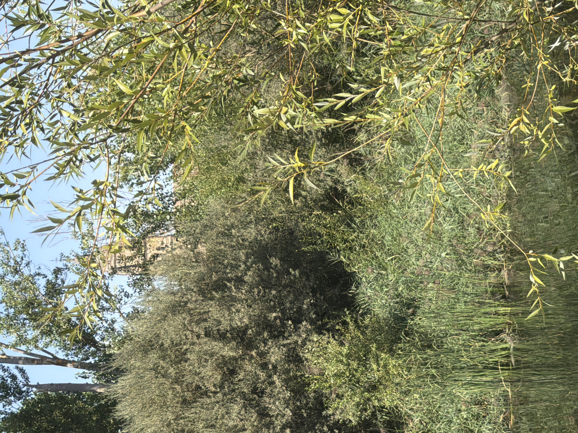 The image depicts a serene natural scene with a hint of historical architecture in the background. In the foreground, a body of calm water reflects the surrounding vegetation. Tall, green reeds and other dense foliage line the bank of the water, creating a lush and natural barrier. Overhanging the water and extending into the frame from the right are branches with numerous slender, elongated green leaves, characteristic of a willow tree.
Behind the dense green foliage, a portion of an ancient stone tower is visible. The tower appears weathered, with visible stonework and architectural details suggesting it is a historical structure, possibly a church or part of a larger building. The tower is partially obscured by the trees and bushes, hinting at its placement within a natural or park-like setting. The sky above is a clear, bright blue, indicating fair weather.
The composition suggests a peaceful riverside or lakeside setting, likely within a city or town, given the presence of the historical tower. The vegetation is abundant and healthy, suggesting a well-maintained natural area. The lighting indicates it is daytime, with sunlight filtering through the leaves, creating dappled patterns on the water and foliage. The scene evokes a sense of tranquility and a blend of nature and history.
The tower in the background is likely the Torre del Clavero, a historical monument located in Salamanca, Spain. This tower, built in the late 15th century, is an iconic landmark in the city and is situated in an area that might feature natural elements like the water and vegetation shown in the image.