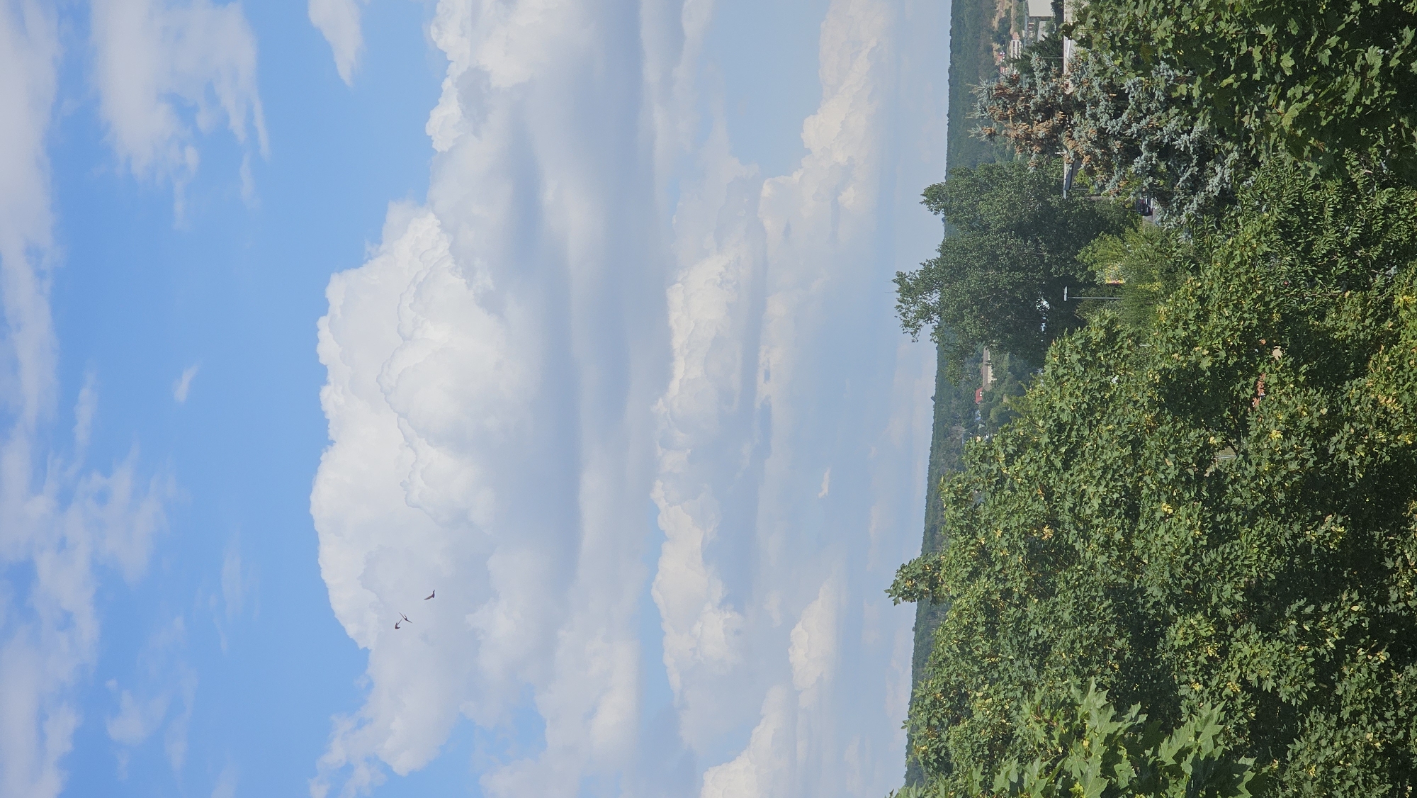 The image depicts a view of the sky and trees in Roßleben, Germany. The sky is blue with scattered white clouds, and two birds are visible in flight. Below the sky, a line of trees forms a dense canopy across the frame. The trees are lush and green, with some showing hints of yellowing leaves. In the background, a rolling landscape can be seen, with a few buildings and structures peeking through the trees, suggesting the presence of a town or village. The overall scene is a natural landscape with a hint of urban development in the distance.
