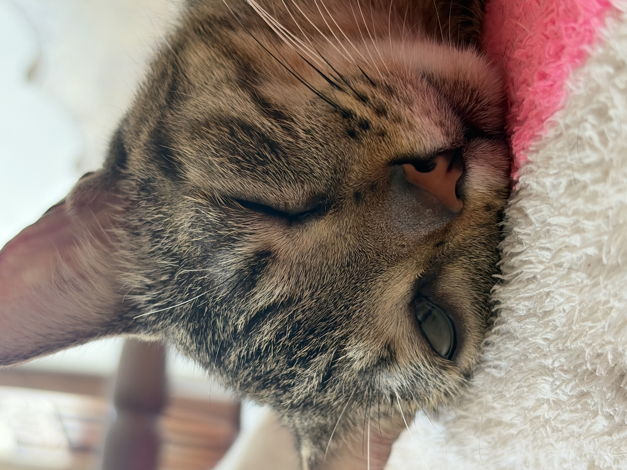 Close-up, eye-level view of a brown tabby cat sleeping on a white and pink textured blanket. The cat's head is angled towards the bottom left of the frame. The cat's eyes are partially closed. The location is not identifiable.