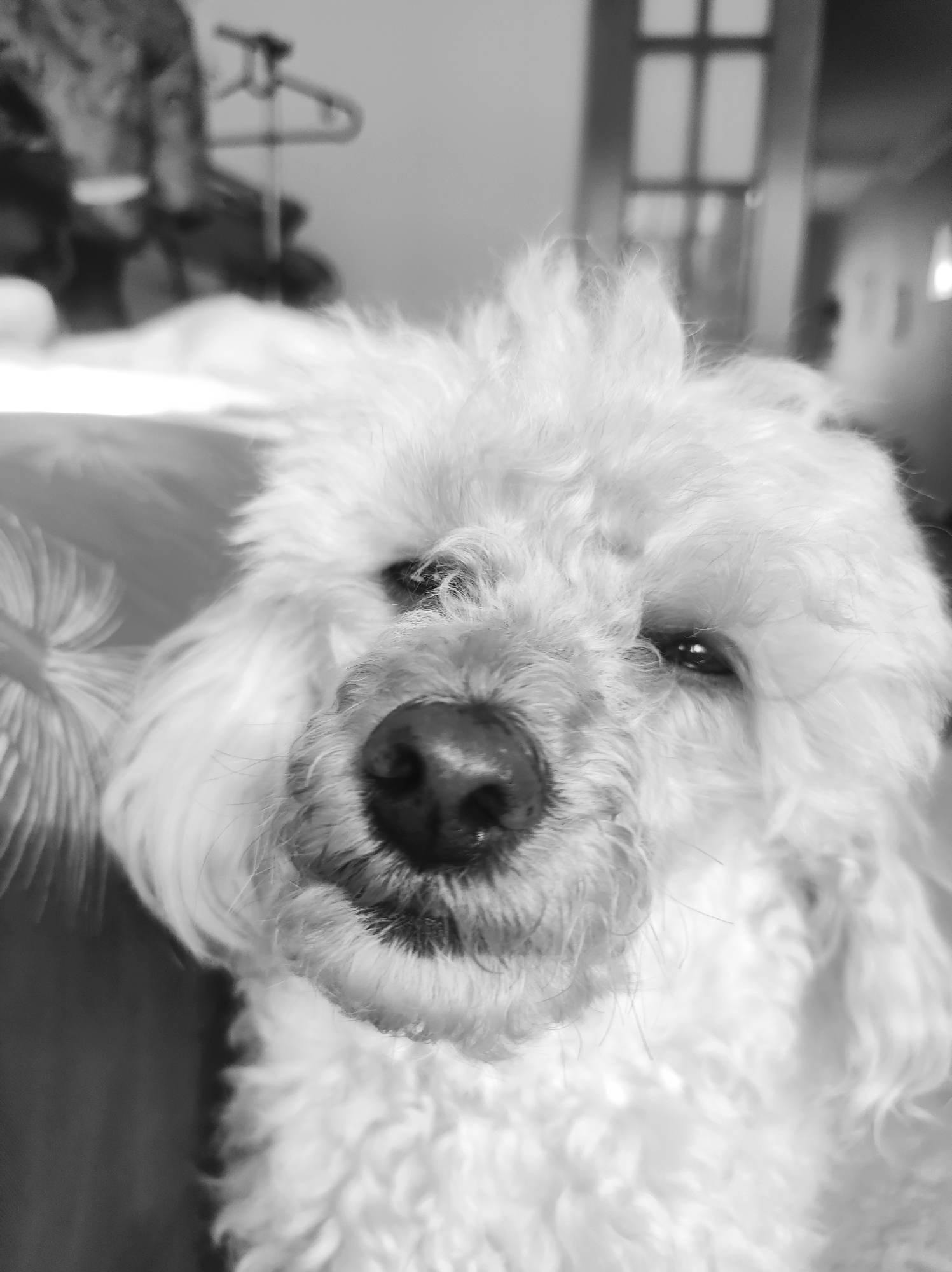 A close-up, black and white portrait captures a fluffy, light-colored dog, likely a poodle or a similar breed, centered in the frame. The dog's face, with its dark nose and eyes, is the dominant feature, looking directly towards the viewer with a soft, slightly sleepy or relaxed expression. Its curly, dense fur creates a textured appearance across its head and shoulders.
To the left of the dog, a portion of a bristled object, possibly a brush, is visible. The background is significantly blurred, suggesting an indoor setting. Hints of structural elements can be discerned, such as what appears to be a window or door frame in the upper right quadrant and a blurred, possibly metal, structure resembling a clothing hanger or rack on the upper left. The lighting indicates daytime, possibly with natural light illuminating the scene. No specific activity is depicted beyond the dog's attentive gaze. There is no visible text in the image. The photograph was taken in Chaikovsky, Russia.