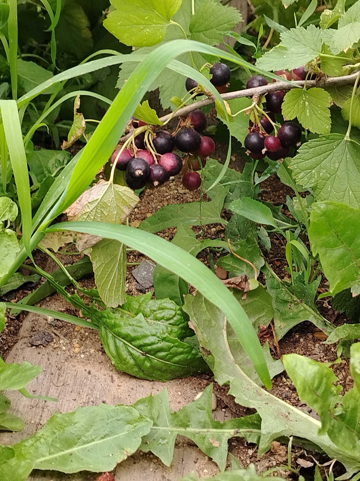 The image shows a close-up view of a blackcurrant bush with ripe berries. The berries are dark purple and clustered on thin stems, surrounded by green leaves. Some of the berries are still red, indicating they are not fully ripe. The bush is growing outdoors, with the ground visible beneath the plant, composed of soil and small stones. There are also other green plants and some dried leaves in the background. The scene appears to be in a natural or garden setting, with no specific landmarks to identify the location. There are no people or animals visible in the image. The lighting suggests it is daytime. The specific location in Ekibastuz, Kazakhstan, cannot be determined from the visual information provided.