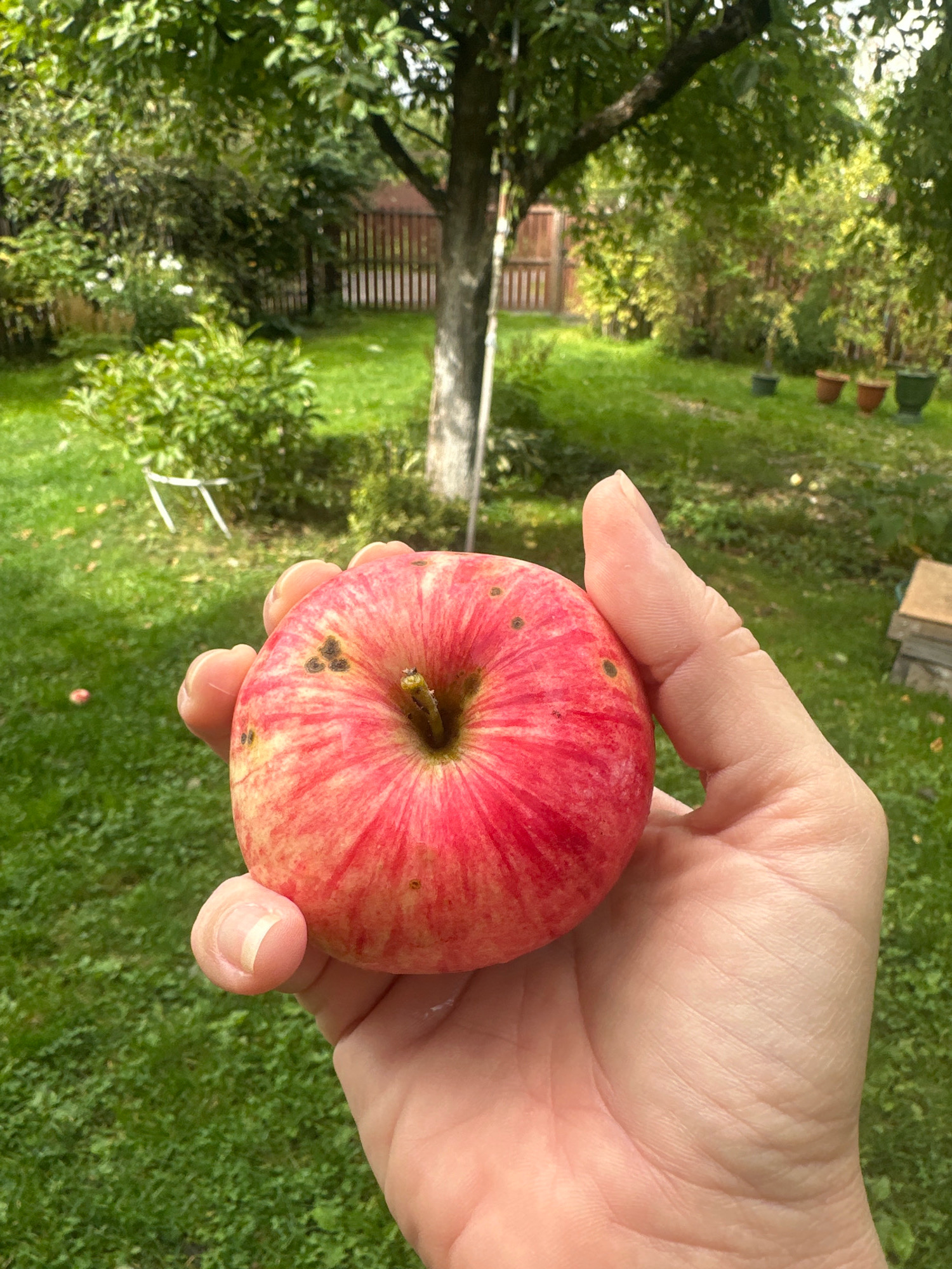 A hand holds a red and yellow apple in a garden. The apple has a few small brown blemishes on its skin. The background is a lush green lawn with trees and a wooden fence. The scene appears to be in a residential area, possibly a backyard garden.