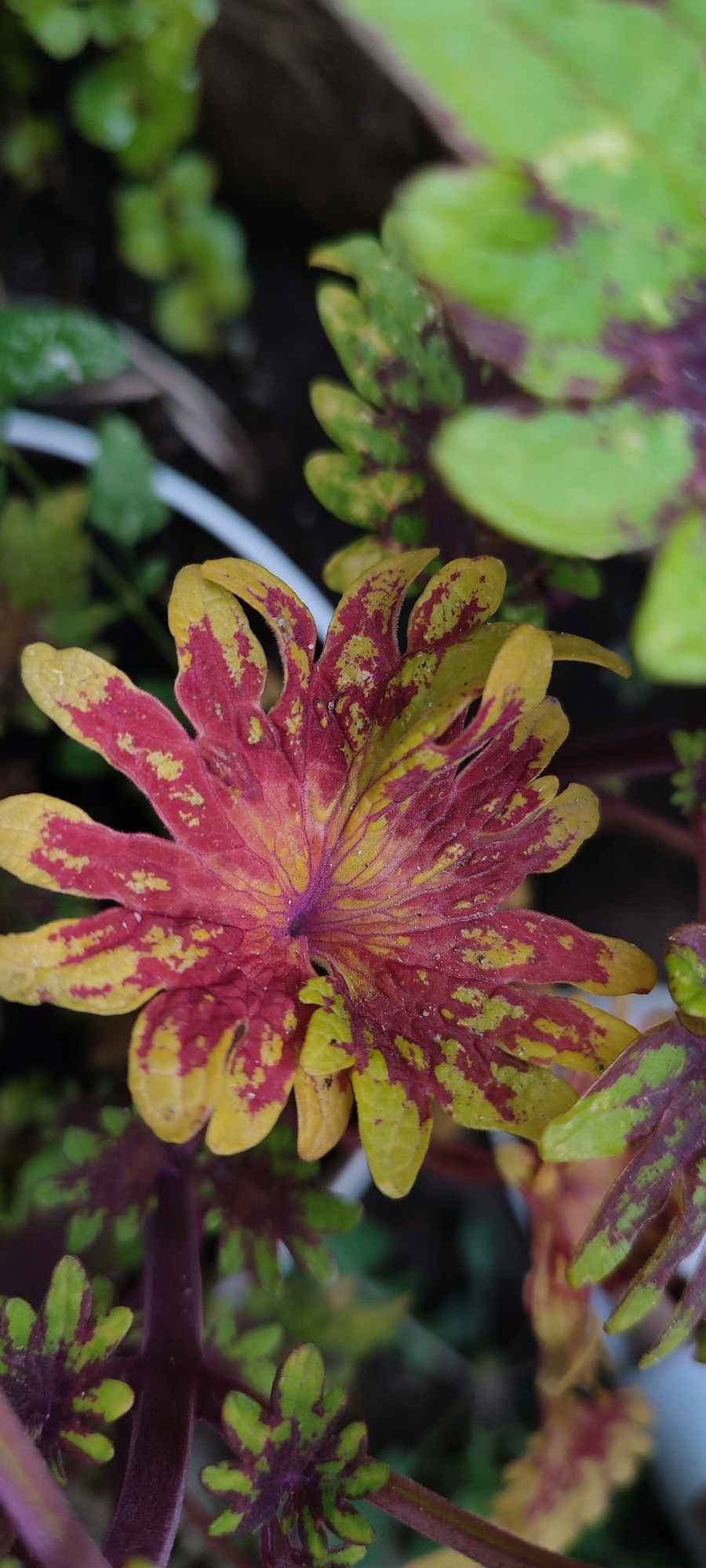 A close-up, vertical, outdoor shot focuses on a single, prominent leaf with a vibrant, multi-colored pattern. The leaf is predominantly red and yellow, with irregular splotches of both colors creating a marbled effect. The edges of the leaf are serrated and slightly curled. The central vein is clearly visible, radiating outward. Surrounding this central leaf are other blurred leaves and stems, some of which exhibit similar red and green patterns, as well as deep purple stems. The background is out of focus, showing hints of green foliage and dark soil. The image appears to be taken in a garden or natural setting, possibly in Belaya Kalitva, Russia, given the provided location context. No people or discernible actions are present in the scene.