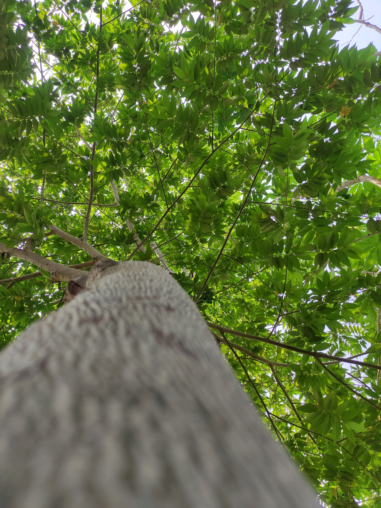 The image is a low-angle shot looking up into the canopy of a tree. The trunk of the tree is prominently in the foreground, out of focus, and appears to be light gray with a rough texture. The upper portion of the image is filled with vibrant green leaves and branches, with sunlight filtering through, creating a dappled effect. The sky is visible in patches through the leaves, appearing bright white or light blue. The scene depicts a natural environment within a park or garden setting in Tiudan, Indonesia. No people or animals are visible in the image.