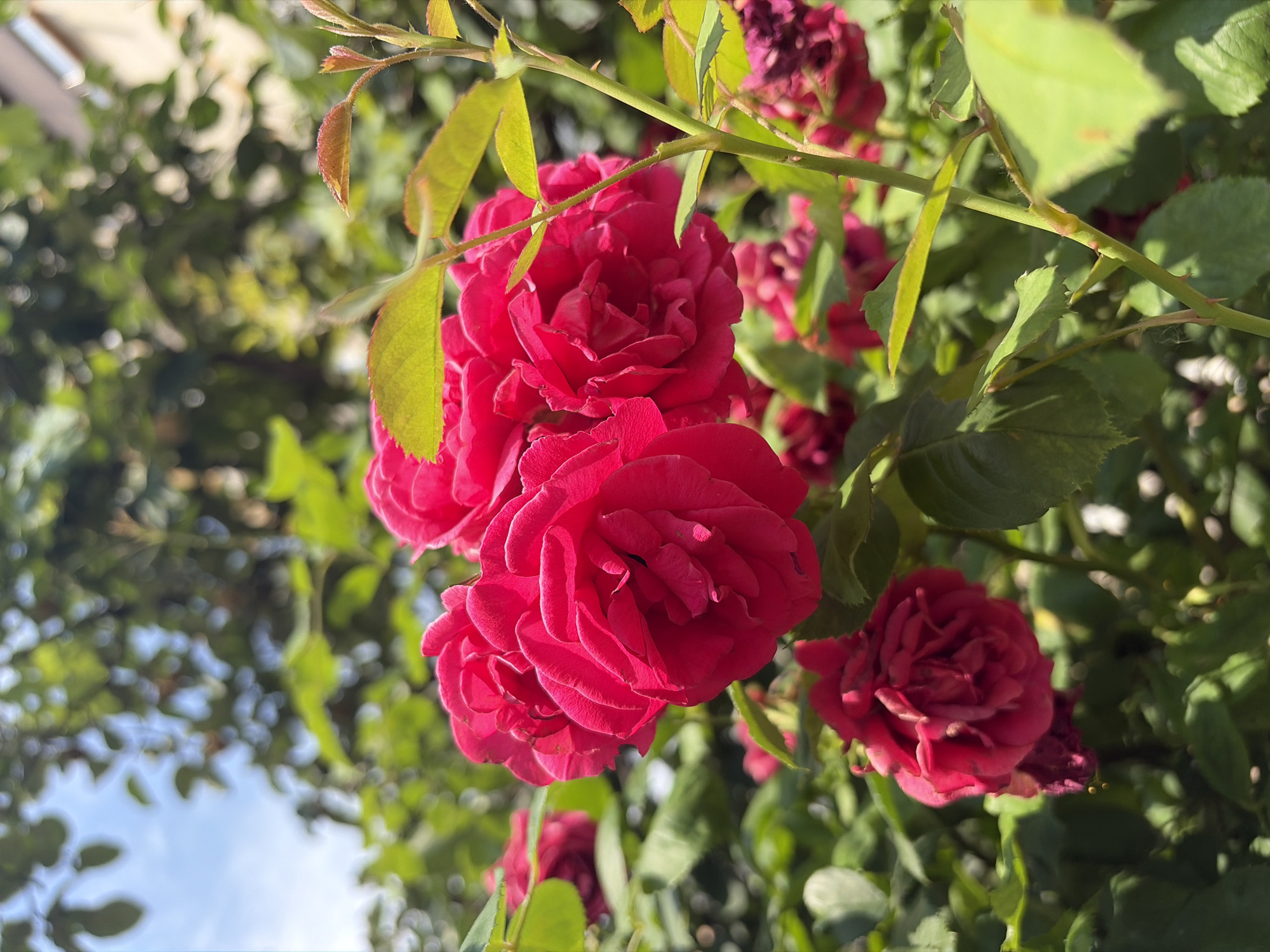 A close-up, low-angle shot captures a cluster of vibrant red roses with green foliage. The roses, in various stages of bloom, are the primary subjects. Their petals are richly textured, with a deep red hue that is slightly darker in the shadows and brighter where the sunlight hits. Several of the roses are fully open, revealing intricate layers of petals, while others are more tightly furled.
Intertwined with the roses are thorny branches and a variety of green leaves. Some leaves are a bright, fresh green, while others appear slightly older or are catching the light from behind, appearing more translucent. The background is a blur of more greenery, suggesting a dense garden or bush. In the upper left portion of the image, a sliver of bright blue sky with some soft white clouds is visible through the leaves, indicating it is daytime and the weather is likely clear.
The lighting suggests it is either morning or late afternoon, with the sun casting defined shadows on the petals and leaves, and creating a warm glow. The overall mood is one of natural beauty and tranquility. There is no visible text in the image. The focus is entirely on the natural elements of the rose bush.