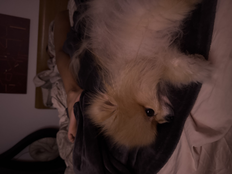 A fluffy, tan and white Pomeranian dog rests on a dark gray blanket. Only its head and a portion of its body are visible, with one eye clearly seen. The dog appears to be lying on a bed, with white sheets peeking from under the blanket. A person's leg is also visible near the dog. In the background, there is a framed piece of art with reddish tones on a wall, and a black object is partially visible on the floor. The image is dimly lit.