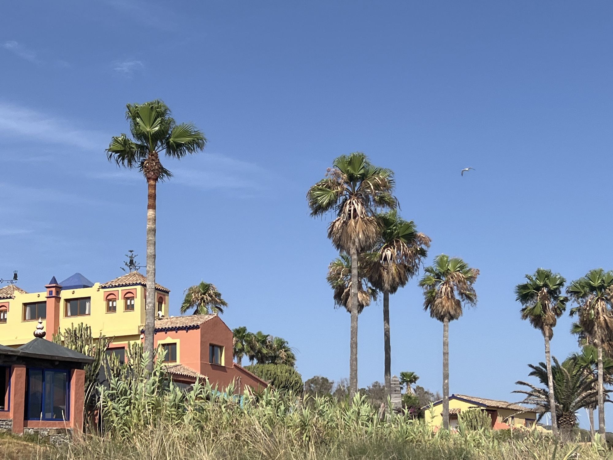 In Tarifa, Spain, this image captures a sunny day with a clear blue sky. The scene is dominated by several tall palm trees with brown trunks and green fronds, some appearing windblown. In the foreground, lush green and dry grasses and reeds are abundant. Behind the vegetation, there are several buildings with distinctive architecture. To the left, a yellow building with an orange roof and blue accents features arched windows and a conical blue structure on top. Adjacent to it, a smaller orange building with a terracotta roof and blue trim is visible. Further to the right, more buildings with terracotta roofs and yellow and orange facades are present, interspersed with palm trees. A small red structure with blue-trimmed windows is situated in the far left foreground. A single bird is flying in the upper right quadrant of the sky.