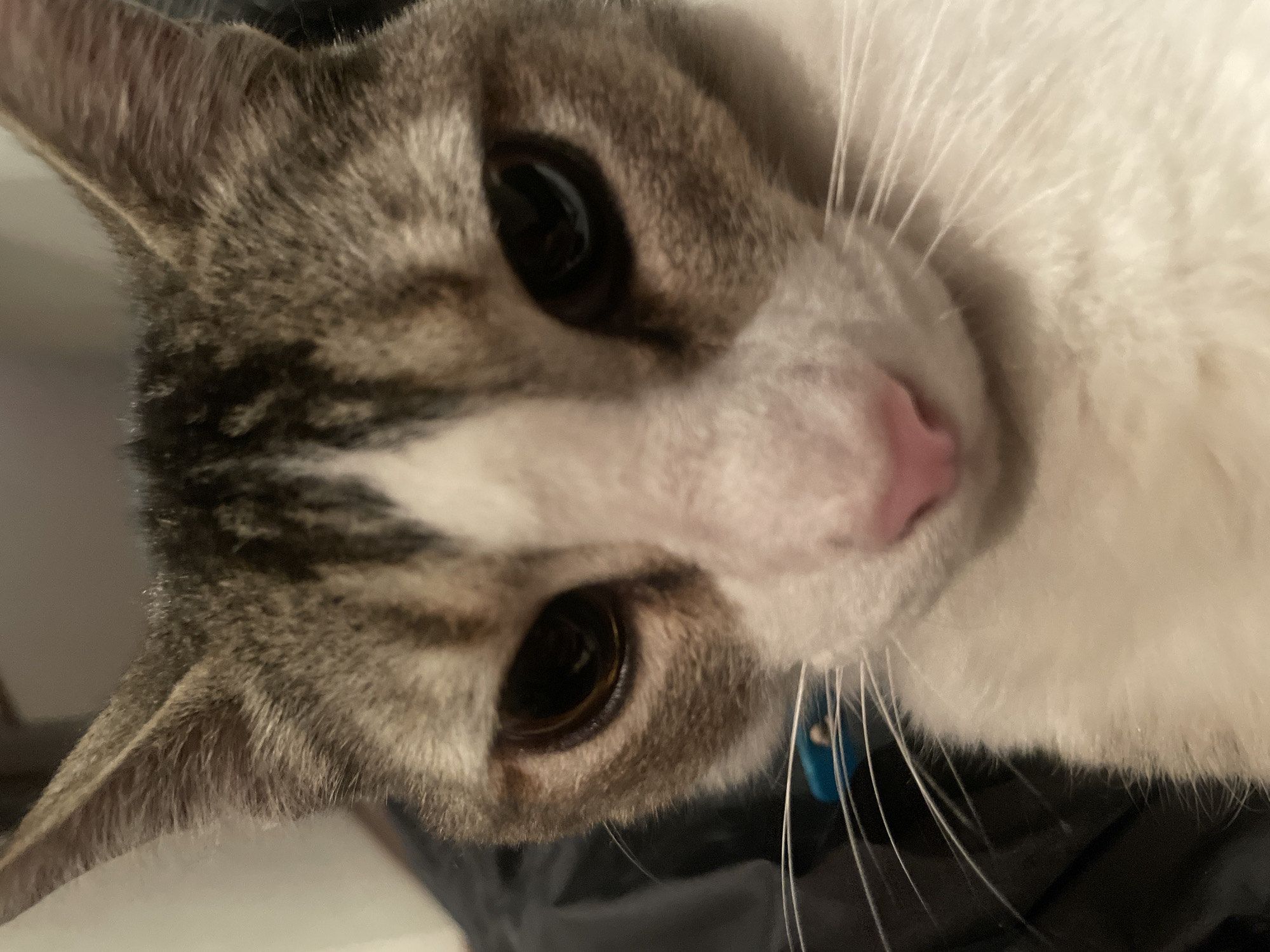 A close-up, tilted view of a cat's face. The cat is a mix of white, gray, and brown tabby markings. Its eyes are large and dark, and its nose is pink. Long white whiskers are visible. A blue tag is visible in the lower right quadrant, attached to the cat's collar. The background is dark and out of focus. The location and city of San Bernardino Tlaxcalancingo, Mexico, are not discernible from the image.