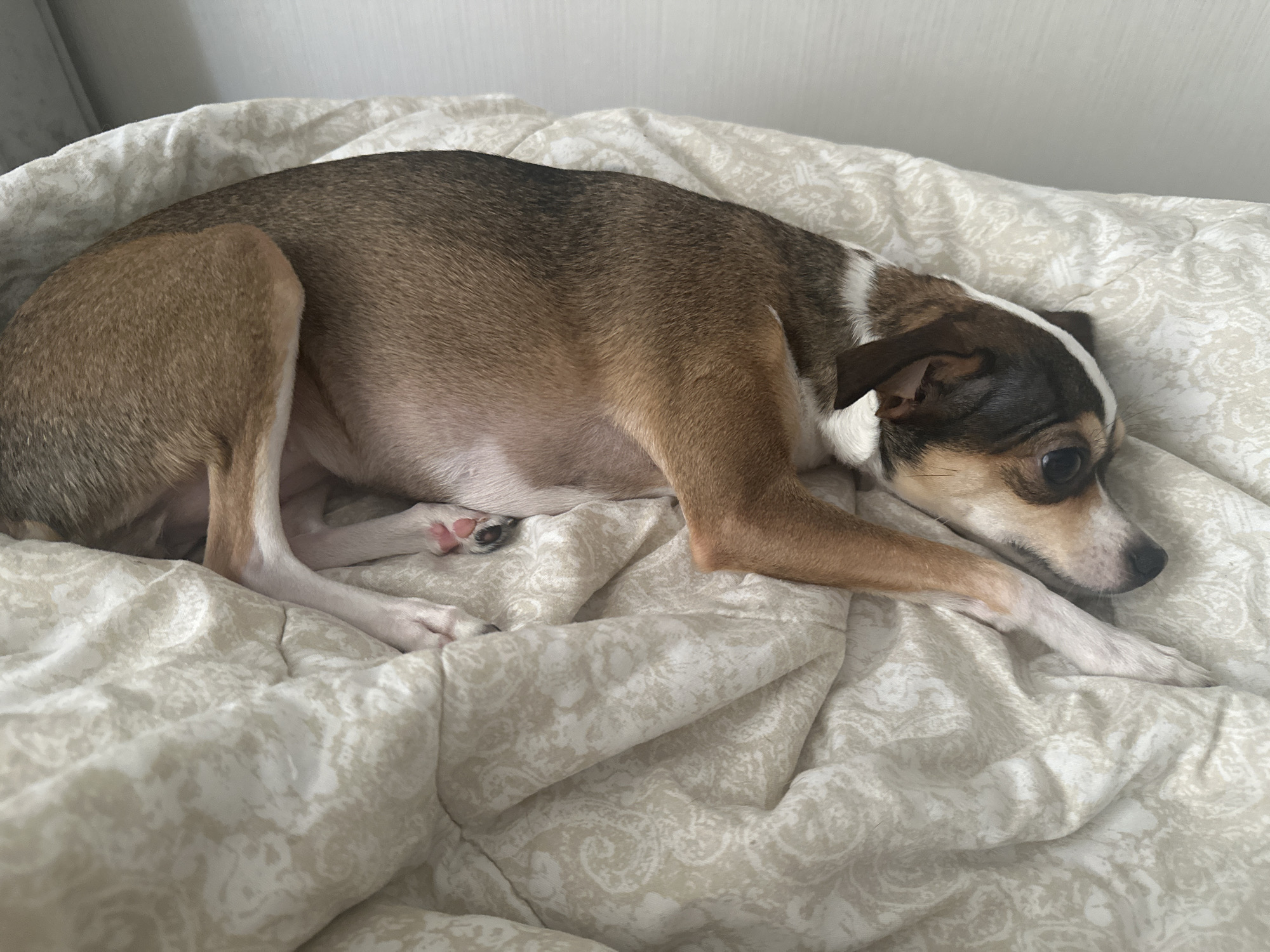 A medium-sized dog with brown, tan, and white fur lies curled on a light-colored bedspread with a subtle paisley pattern. The dog is positioned towards the right side of the frame. The dog's head rests on its front paws. The dog's rear legs are tucked up close to its body. The background appears to be a white or light grey wall. The location is not Мирный, Russia.
