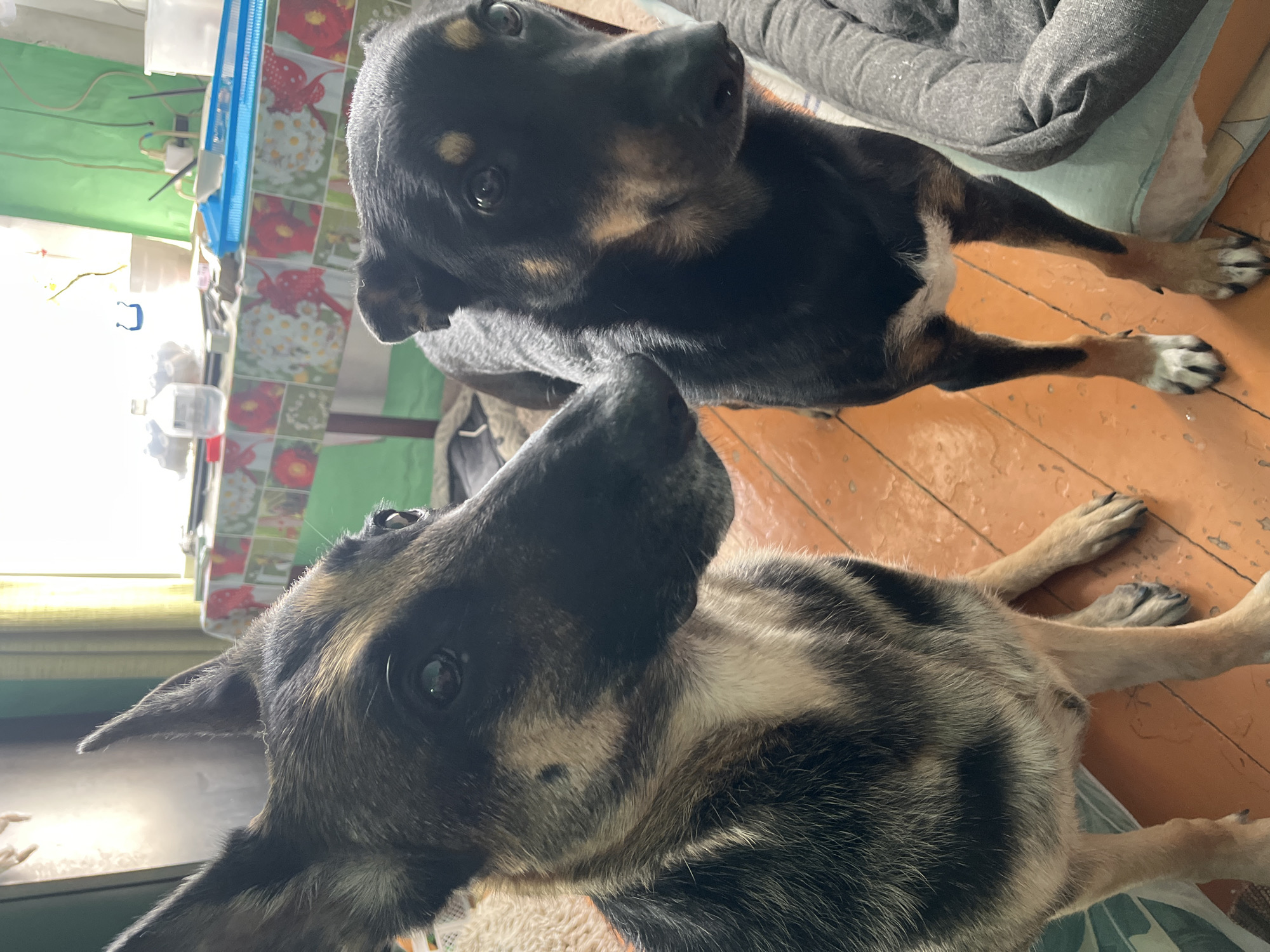 Two dogs are standing on a wooden floor indoors. The dog on the left is a German Shepherd mix with tan and black fur and pointed ears. The dog on the right is a black and tan dog with floppy ears. They are looking towards each other. In the background, there is a table with a floral tablecloth, and a window with sunlight streaming in. A green curtain is visible behind the table. A grey dog bed is to the right of the frame. The scene appears to be a domestic setting. There is no information to suggest this is in Nizhny Tagil, Russia.