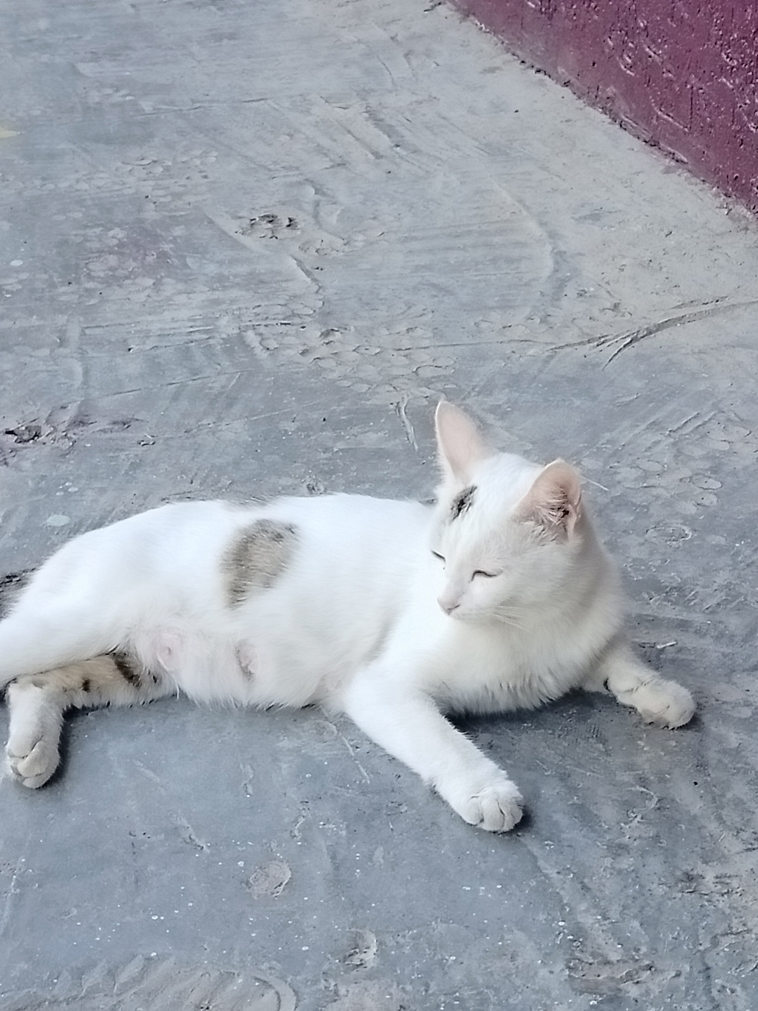 A white cat with gray markings is lying on a gray concrete surface. The cat is facing to the right with its eyes closed. Part of a reddish-purple wall is visible in the upper right corner of the image. The scene appears to be outdoors, possibly in an urban environment. There is no indication of the specific location within the city of Көлкент, Kazakhstan.
