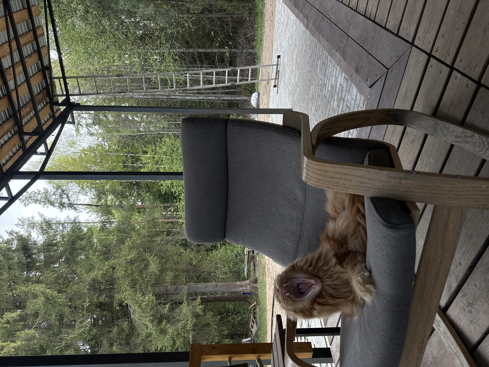 A medium-shot image shows an open-mouthed orange cat resting in a gray chair on a wood-planked porch, with the background showing a forest scene and a partially visible ladder. The cat is positioned in the right side of the frame and is yawning, with its mouth wide open. The gray chair has a high back and wooden armrests, and appears to be a modern design. The porch is made of dark brown wood planks and extends from the bottom right corner to the top right corner of the image.
The backdrop consists of a dense forest with tall green trees. A silver ladder is visible in the upper-center of the image, resting on the ground. A structure with a metal roof is seen on the left side of the frame, suggesting the edge of a building or shelter. The location is indicated as Прикамский, Russia, although this is based on image information only and cannot be verified from the visual content of the image. The lighting appears to be natural daylight.