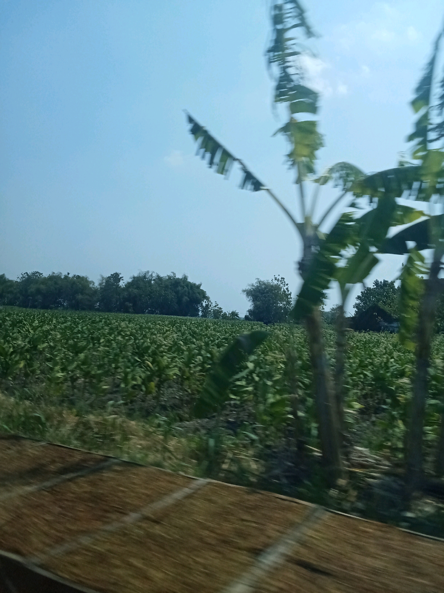 The image captures a wide agricultural field in Made, Indonesia, under a clear blue sky. The field is densely planted with green crops, possibly tobacco, stretching towards a line of trees in the background. In the foreground, blurred by motion, are the trunks and fronds of banana trees, indicating a tropical environment. The perspective suggests the photo was taken from a moving vehicle. The foreground also shows a textured surface, likely the roof or cargo area of the vehicle.