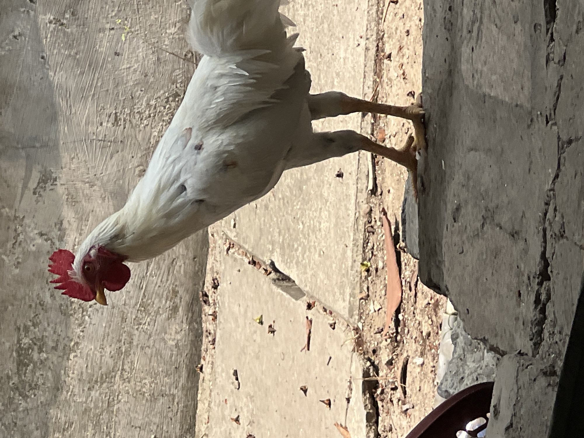 A white rooster stands on a concrete surface outdoors. The rooster has a red comb and wattle, and its feathers are predominantly white with some reddish-brown markings on its body. The ground is a mix of concrete and dirt, with scattered dry leaves and small debris. In the background, a textured concrete wall is visible, with harsh shadows cast by sunlight. The scene appears to be in an outdoor area, possibly a yard or an undeveloped space within Klapanunggal, Indonesia.