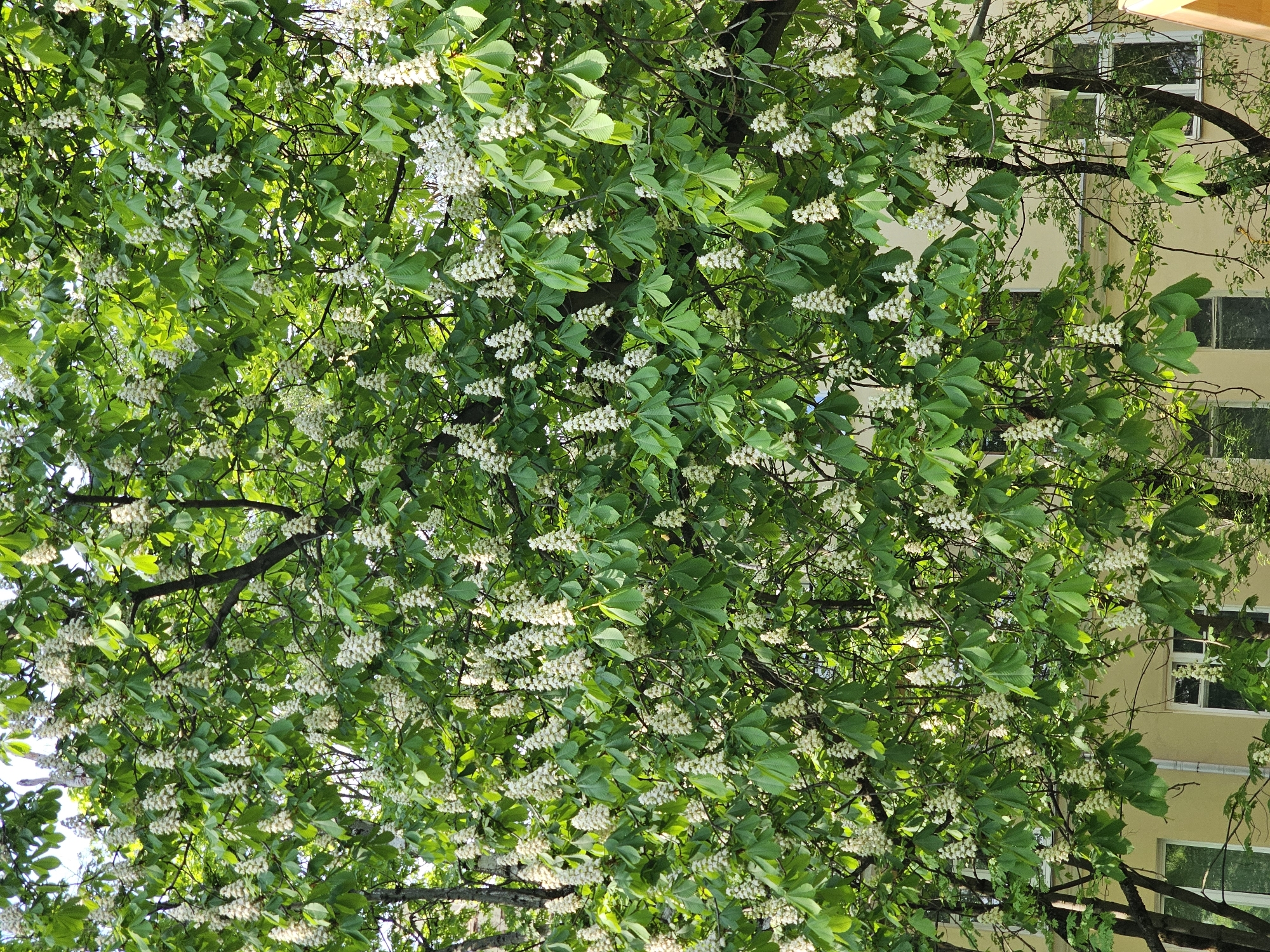 A lush tree canopy, likely a horse chestnut given the large palmate leaves and upright white flower clusters, fills the majority of the frame. The tree appears to be in full bloom. Behind the foliage, a pale yellow building is partially visible, featuring multiple windows with white frames. The image was taken in Khimki, Russia. The perspective is looking upwards into the tree.