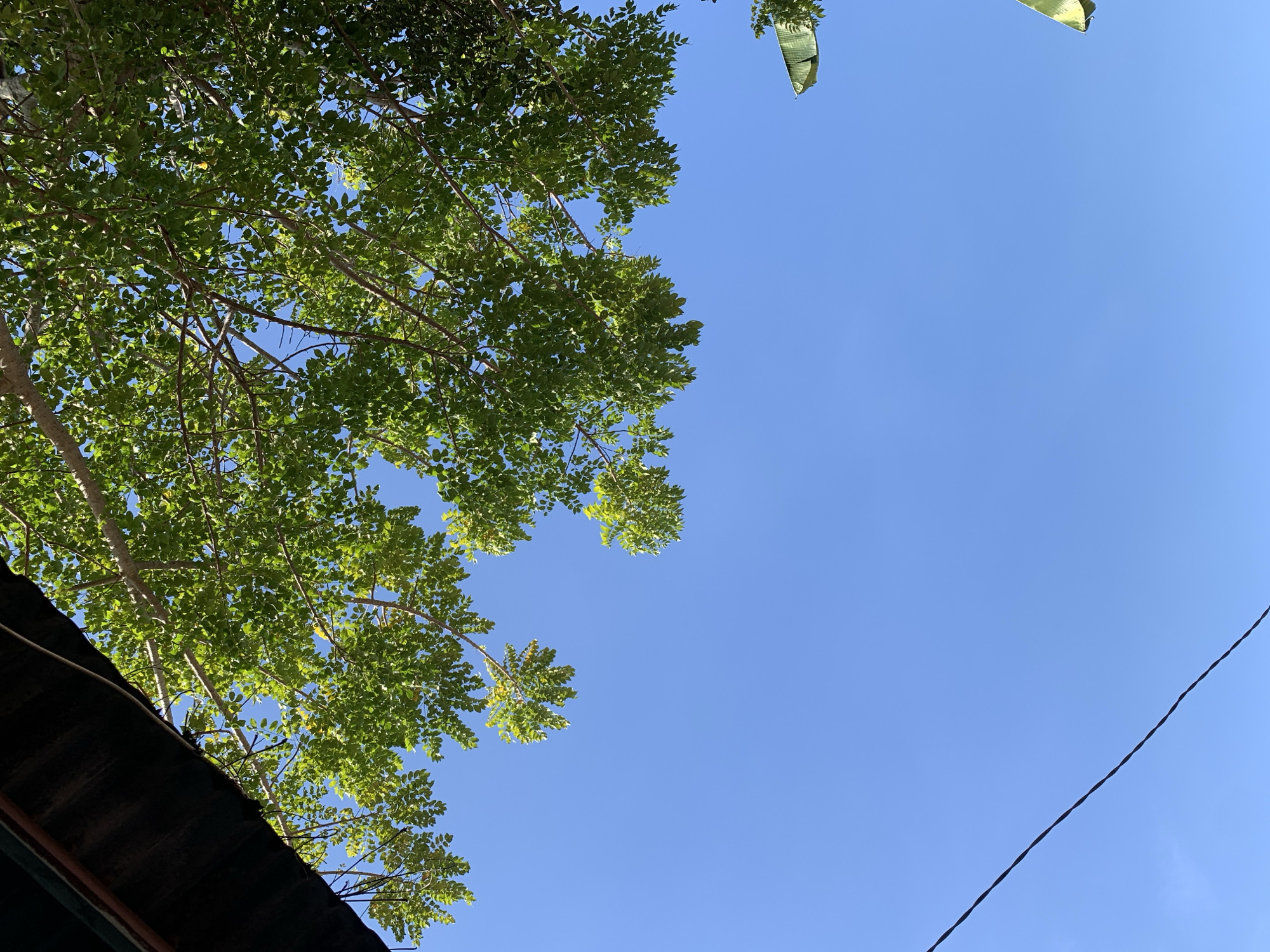 This image captures a clear blue sky with lush green tree branches overhead, partially obscuring the view. In the lower left quadrant, a dark, possibly weathered, roof overhang is visible. A thin black wire diagonally crosses the lower portion of the frame. The scene appears to be outdoors, suggesting a location in a city like Makassar, Indonesia, where such natural elements are common. The image is devoid of any people or specific actions, focusing solely on the environmental details.