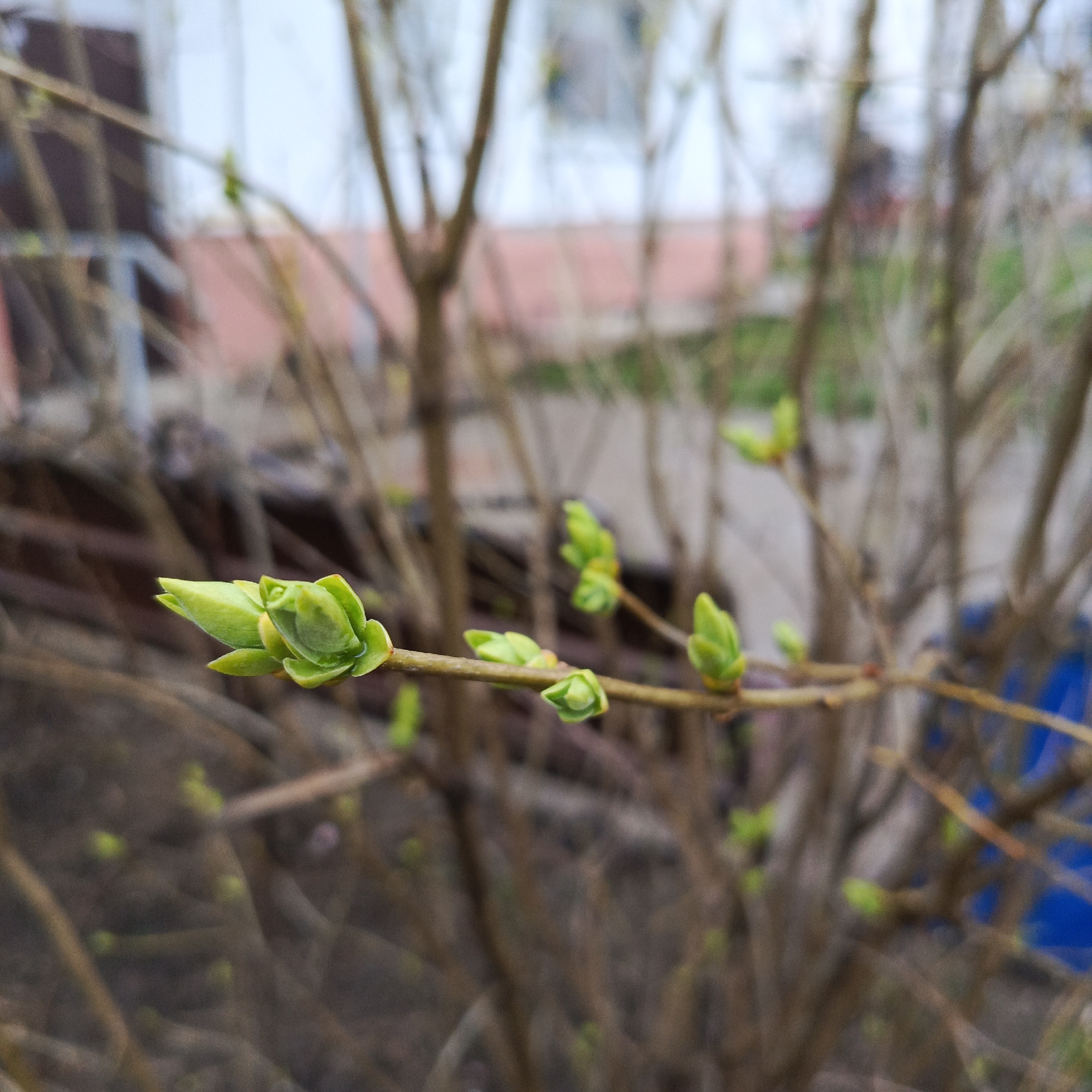 A close-up captures a budding branch in Chaikovsky, Russia. The branch, dominated by several bright green leaf buds, is set against a blurred backdrop of brown branches and a building in the distance with a red roof. A section of blue material is also visible in the background. The focus is on the newly formed leaves, highlighting the onset of spring.