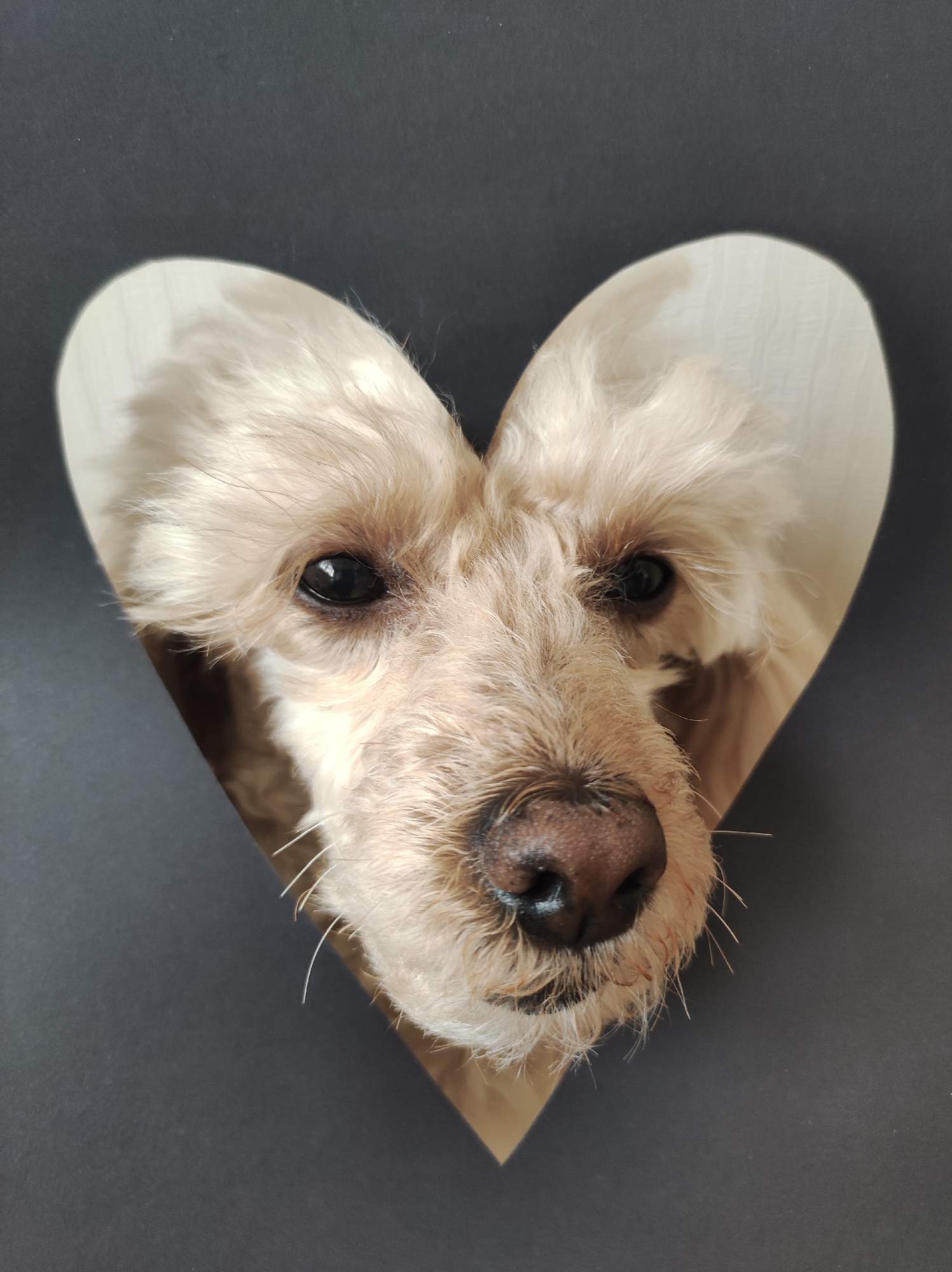 A close-up studio shot shows a cream-colored, shaggy dog framed by a light-colored, wooden heart shape. The dog's head and face fill the heart shape. The dog has dark eyes, a brown nose, and a slightly open mouth. The background is solid gray. The image lacks location details.