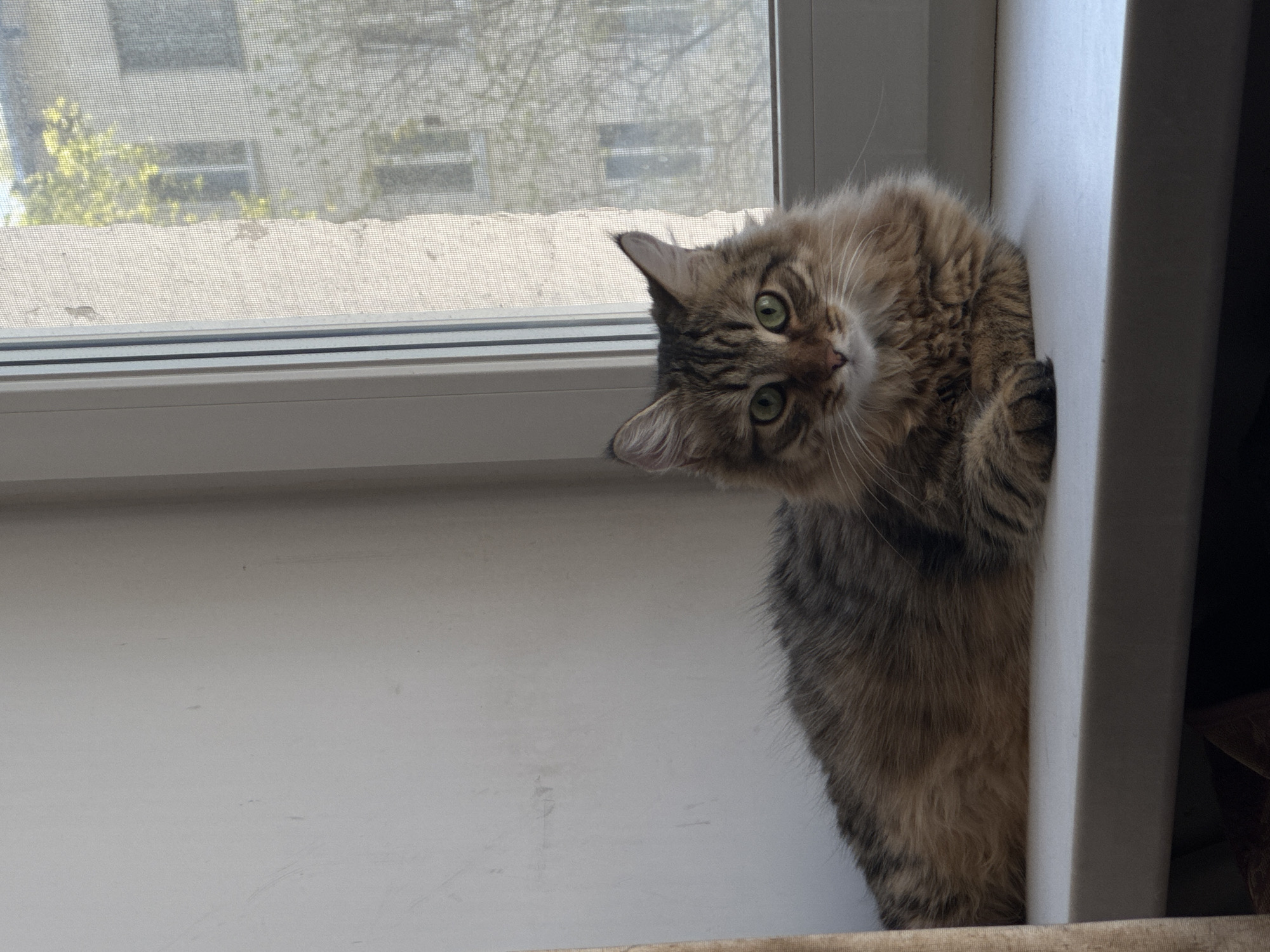 The image features a long-haired, tabby cat with green eyes, peering from behind a white window frame. The cat is positioned near the right edge of the frame, tilting its head inquisitively to the left. A window with a screen is visible in the background, showing a blurred exterior view of buildings and trees. The room appears to be indoors, possibly a home or apartment, with a white wall visible in the left portion of the frame. The location of the photo is in Chaikovsky, Russia.