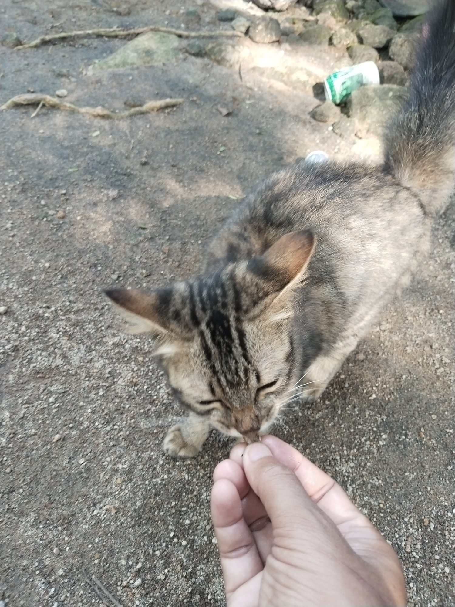 A cat is eating a small piece of food from a person's hand on a ground surface. The cat is a mix of gray and brown with black stripes on its head and back. The person's hand is visible in the lower right corner, holding the food between the thumb and forefinger. The ground is a mix of dirt and small stones. In the background, there are some rocks and a green object. The location is Unknown, Unknown.