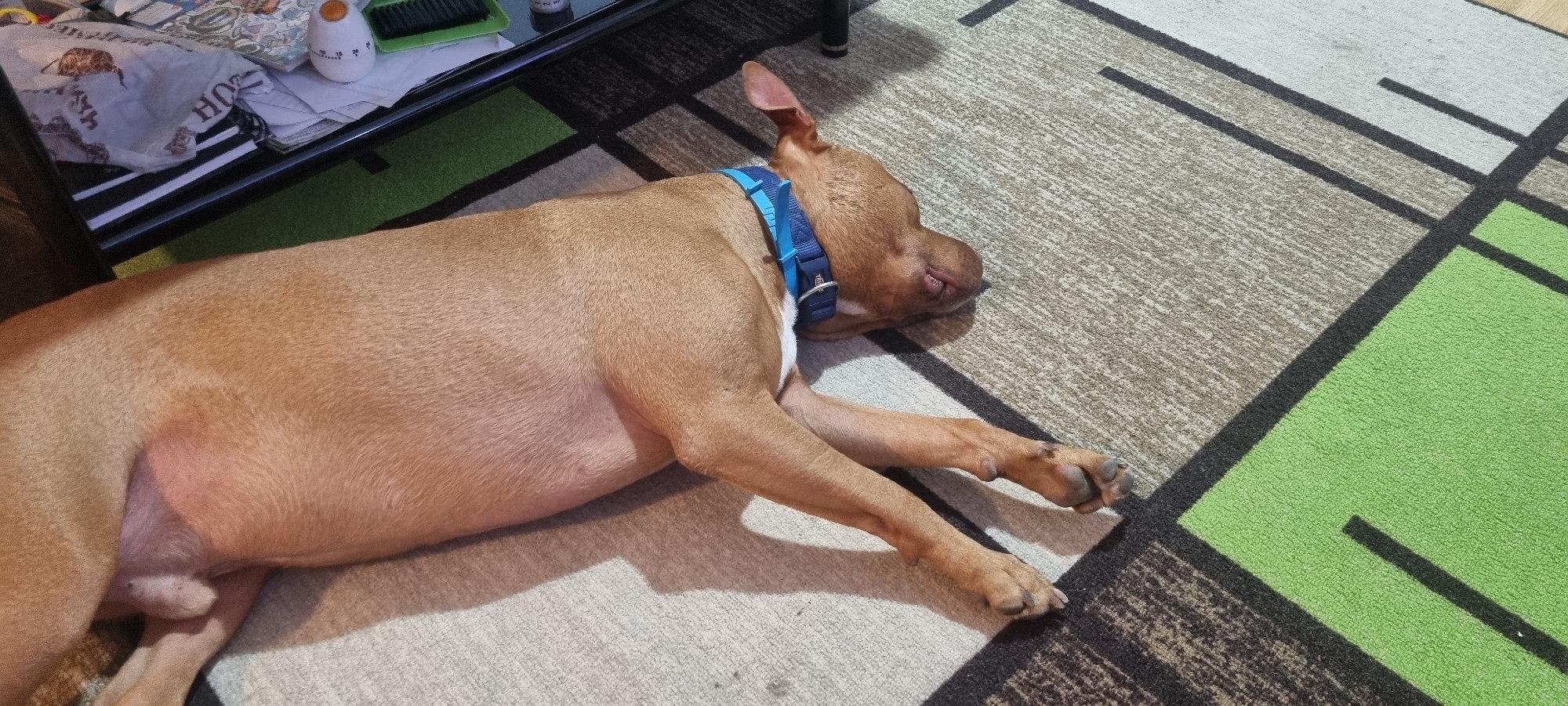 A medium-sized, tan-colored dog with a blue collar is lying on a geometric patterned rug. The dog is positioned diagonally across the frame, with its head resting on the rug in the upper right corner. Part of a black table is visible in the upper left corner, with some items on it, including papers and a small white object. The rug is a combination of light beige, brown, and green sections, separated by black lines. The environment appears to be indoors. The location is Unknown, Unknown.