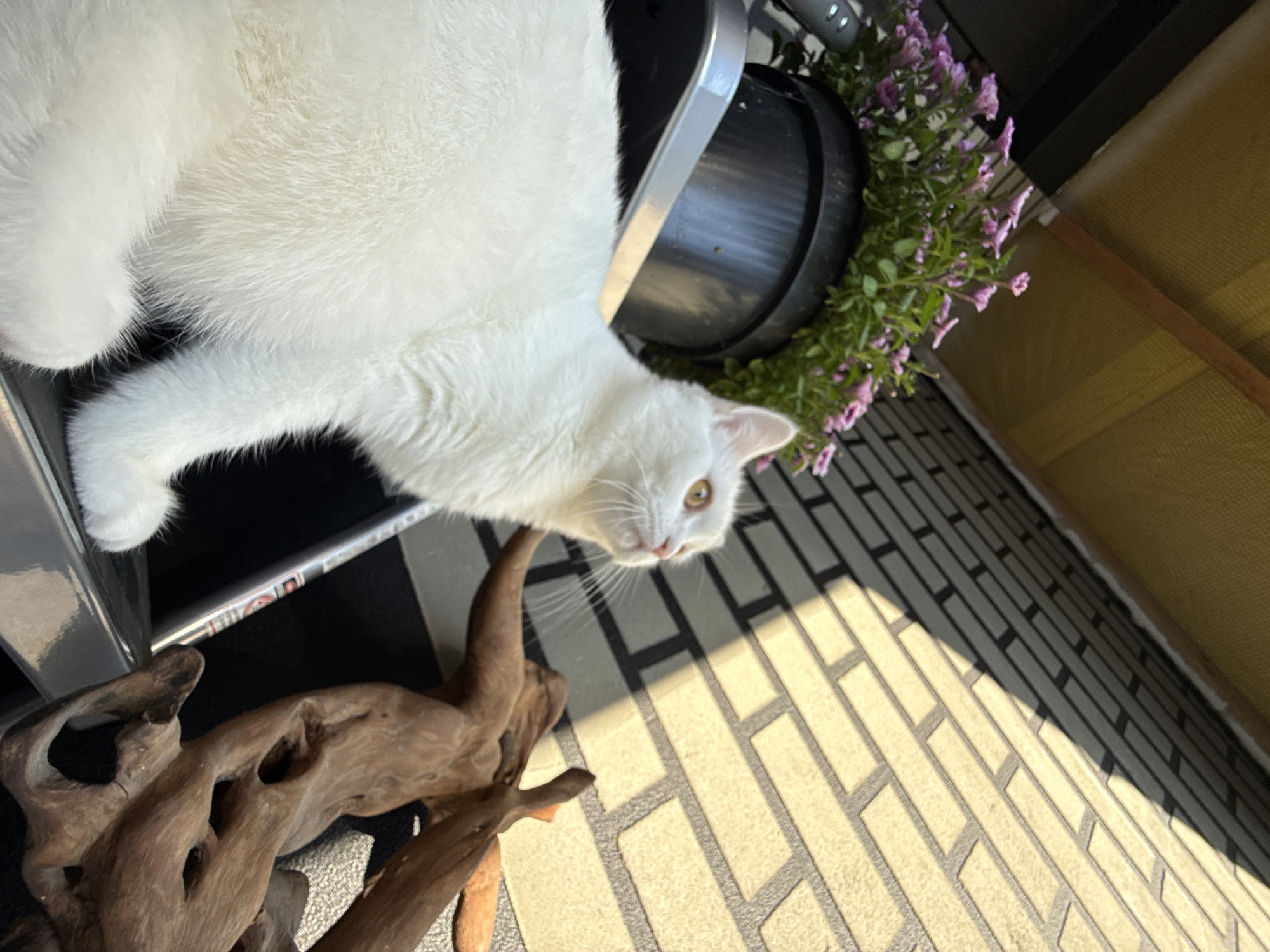 A white cat with bright yellow eyes sits on a black surface in front of a black planter filled with pink flowers. The cat is looking to the right, with its head tilted slightly upward. Behind the cat and planter, a brick wall is visible, with sunlight casting shadows across it. To the right of the cat, a piece of driftwood is placed on the ground. The scene appears to be outdoors, possibly on a balcony or patio.