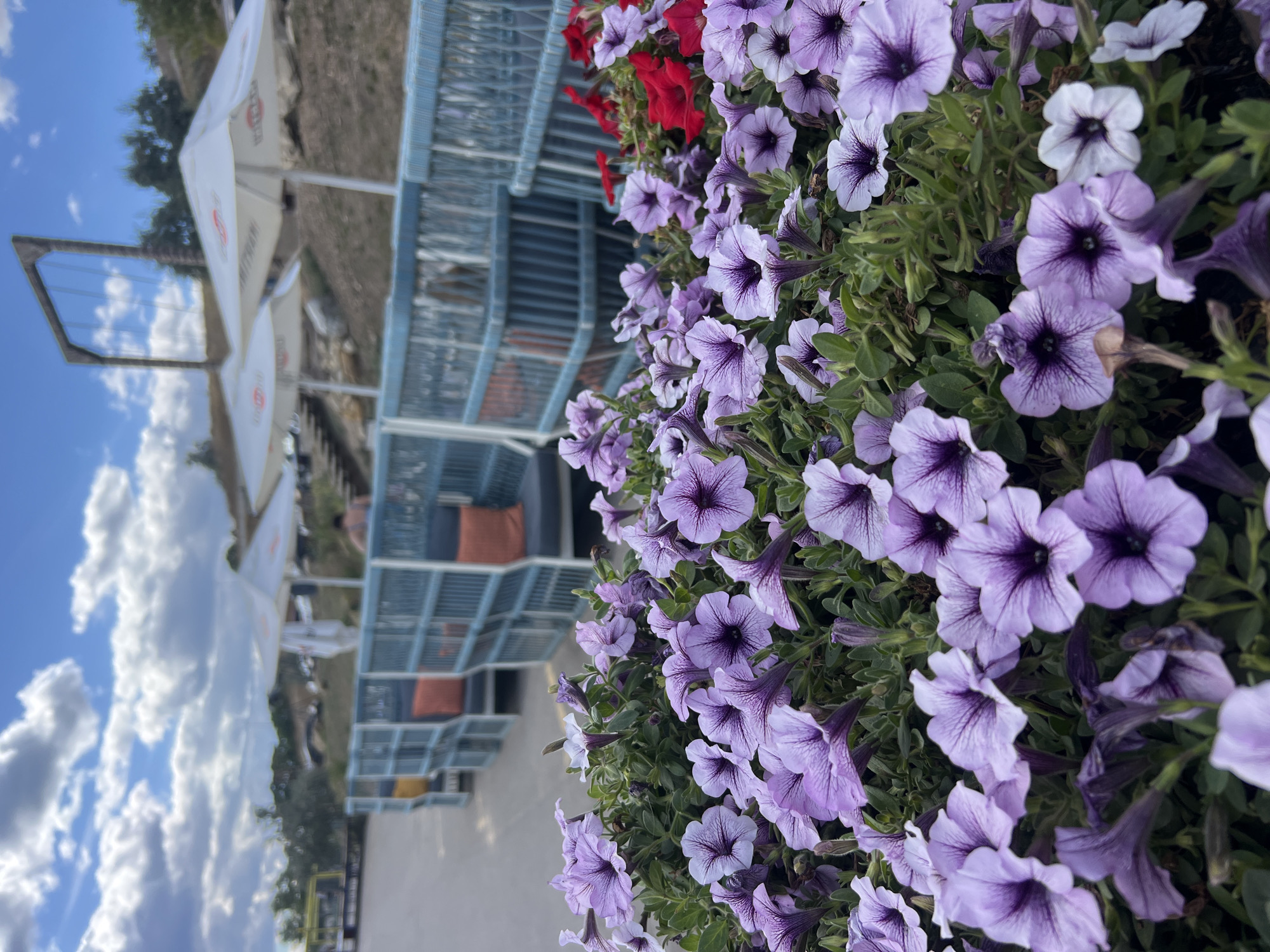 A close-up of purple petunias in the foreground frames a scene of an outdoor seating area. Behind the flowers, a row of blue wicker-like chairs with orange and dark cushions is visible, partially obscured by a railing. Beyond the seating area, large white umbrellas with a red logo are set up, suggesting a cafe or restaurant. In the background, a swing set made of wood stands against a cloudy blue sky. The overall setting appears to be a recreational or dining space by the water, possibly in Fontanka, Ukraine, given the implied context.
