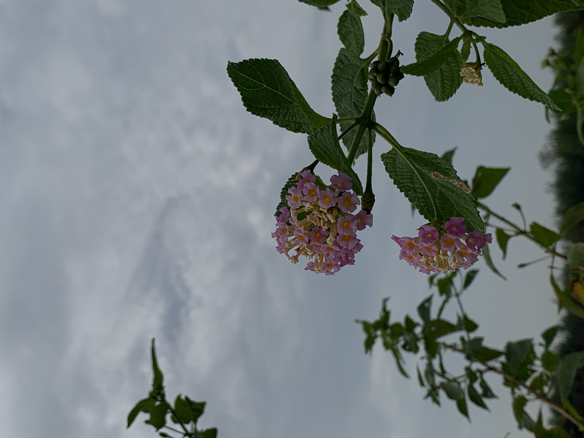 The image captures an upward-angled view of a flowering plant set against a cloudy sky. The primary subjects are clusters of small, multi-colored flowers, predominantly pink and light purple petals with yellowish or whitish centers. These flowers are characteristic of Lantana. Green, textured leaves with visible venation are interspersed around the flower clusters, attached to slender green stems. Some stems also feature small, round, green, berry-like structures, likely unripe fruits or buds of the plant.
The background is dominated by an overcast or heavily clouded sky, rendered in shades of grey and white, indicating a cloudy day or soft, diffused lighting. Parts of the plant's foliage or other background vegetation appear out of focus on the right and bottom edges of the frame. No specific activity or event is taking place, only the static display of the plant in its natural environment.
Notable details include the soft, natural light conditions due to the cloudy weather. The vibrant colors of the flowers contrast subtly with the muted tones of the sky. The image offers a glimpse into the flora of the region, aligning with the tropical and subtropical climate common in Ibasa, Nigeria. There are no people or visible text present in the image. The scene conveys a sense of serene natural beauty.