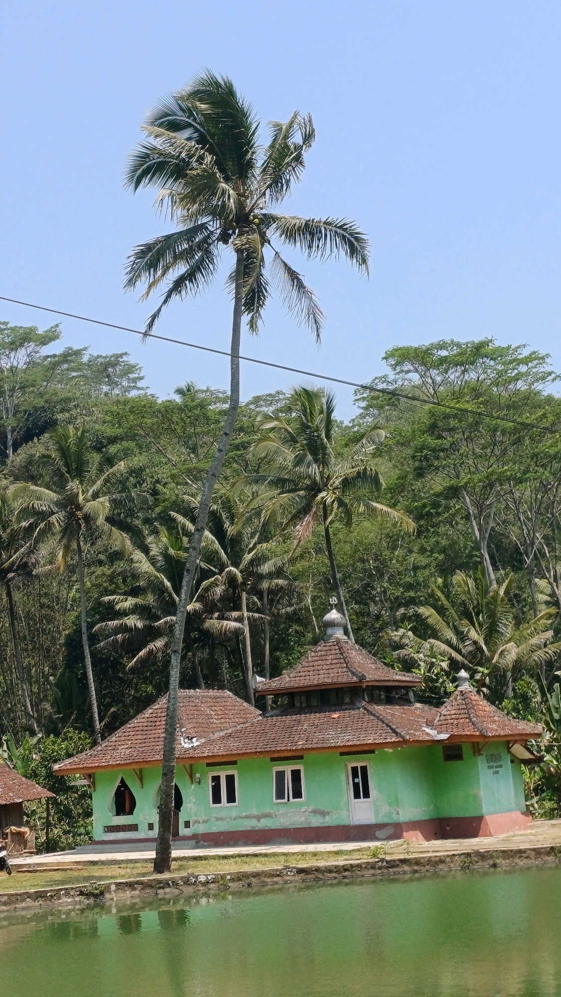 The image depicts a mosque located in the city of Pringsurat, Indonesia. The mosque features a distinctive green facade with a red base and a tiled, multi-tiered roof. Several white-framed windows and doors are visible on the building. In front of the mosque, there is a body of green water, possibly a pond or lake, with its reflection visible on the surface. The mosque is surrounded by lush vegetation, including numerous palm trees and dense green foliage, with a clear blue sky above. A single tall palm tree stands prominently in the foreground, to the left of the mosque. The overall scene conveys a sense of tranquility in a tropical environment.