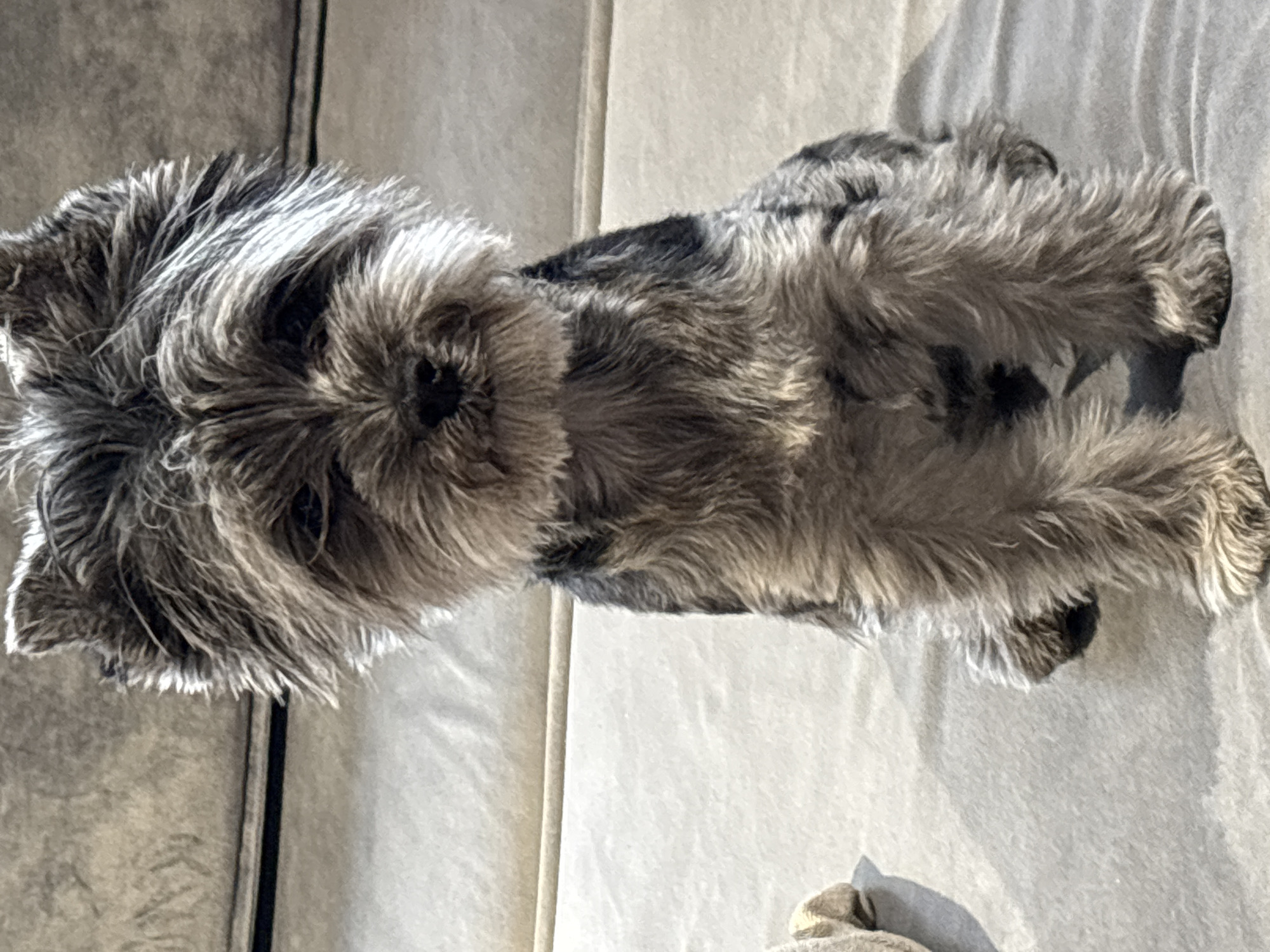 A furry, gray and black, small breed dog, possibly a Yorkshire Terrier mix, is lying on a light-colored upholstered surface. The dog faces the camera and fills a large portion of the frame. The background is a light beige or white surface. There is no indication of a specific location like the city of Chaikovsky, Russia.