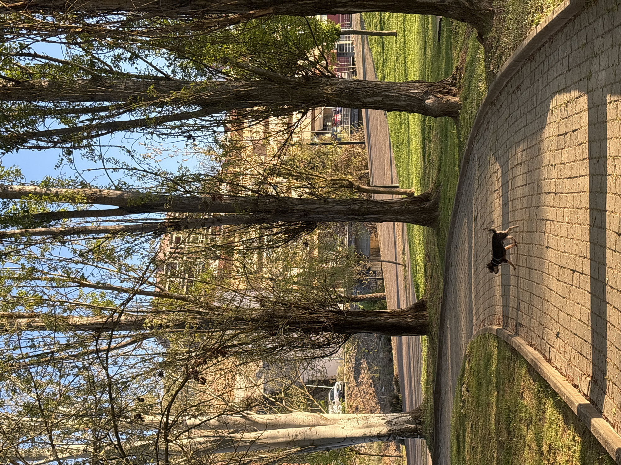 The image captures a scene in Mirandela, Portugal, along a pathway lined with tall, slender trees. The trees' bare branches reach towards the sky, allowing glimpses of a building with multiple windows in the background. A small, dark-colored dog is walking along the paved path, its leash barely visible. The path curves gently, bordered by green grass. Long shadows are cast across the brick pavement, suggesting either early morning or late afternoon. A road runs parallel to the pathway, with a parked vehicle visible in the distance.