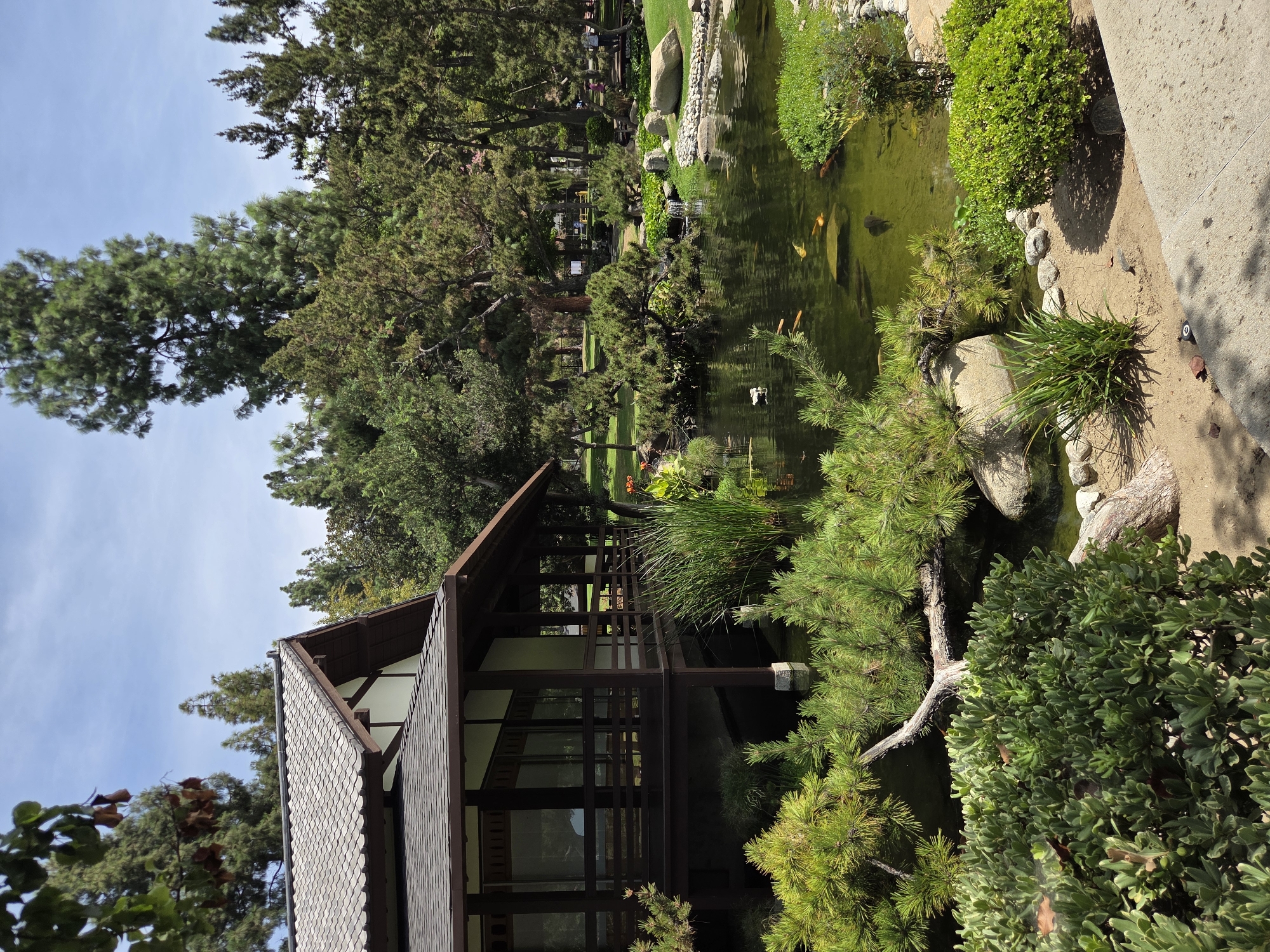 The image depicts a tranquil Japanese garden in Glendale, California, on a bright, sunny day. In the foreground, lush green bushes and pine trees flank a sandy path leading to a serene pond. The pond is inhabited by several colorful koi fish and a duck, with a small waterfall creating gentle ripples on the surface.
Adjacent to the pond is a traditional Japanese-style building, characterized by its dark wood accents, tiled roof, and an elevated veranda with railings. Tall evergreen trees form a dense backdrop, casting dappled shadows across the landscape. In the distance, hints of other garden features and park visitors can be observed, suggesting a public space designed for relaxation and contemplation. The overall scene evokes a sense of peace and natural beauty.
