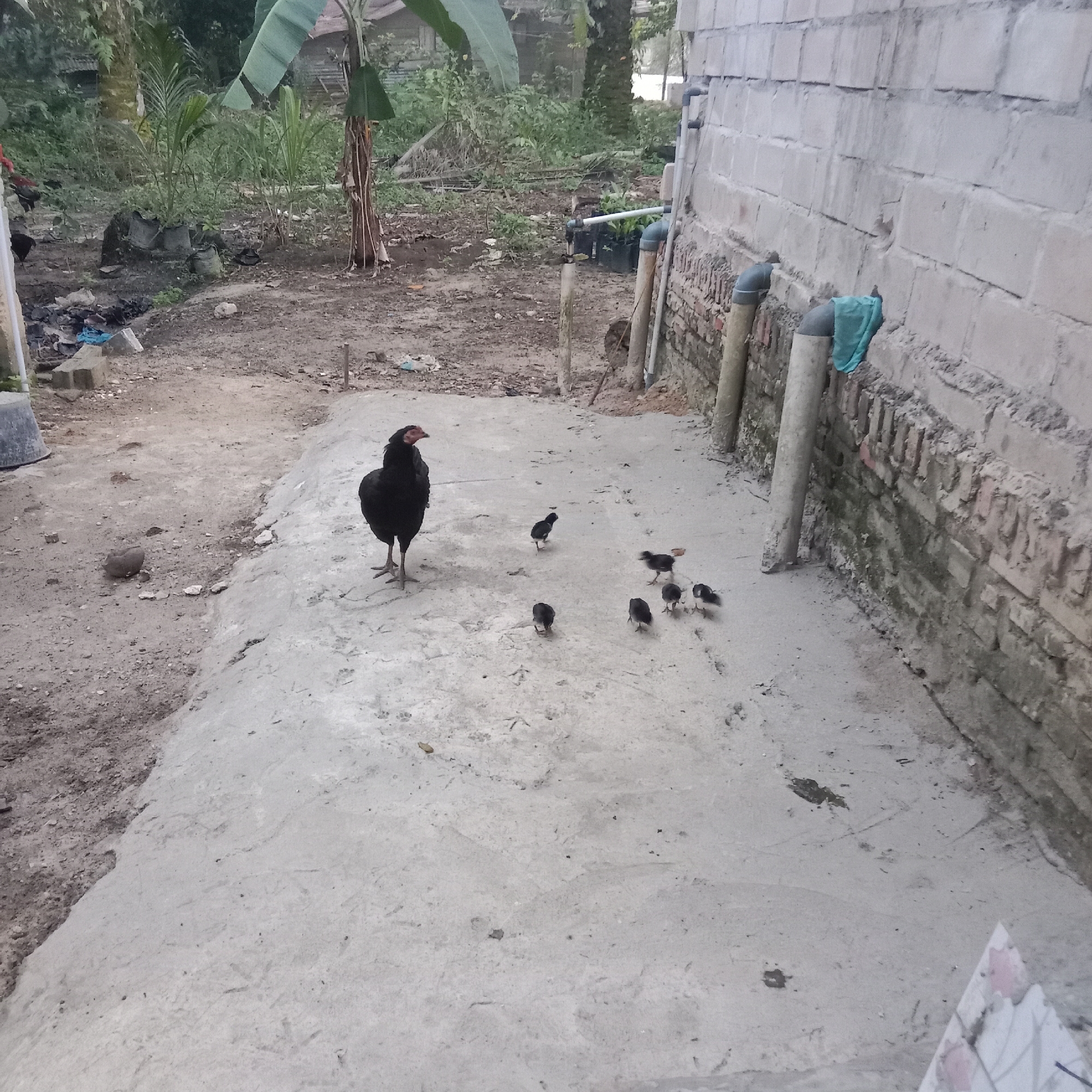 A black hen stands on a concrete platform, observing a group of seven chicks. The chicks are scattered around the hen, with three closer to the hen and four further away. The scene is outdoors, with a dirt and concrete ground. To the right of the platform, a brick wall with pipes and a green cloth is visible. In the background, there is dense vegetation and some trees, suggesting a rural or semi-rural environment. The lighting indicates it is daytime. The location is identified as Unknown, Indonesia.