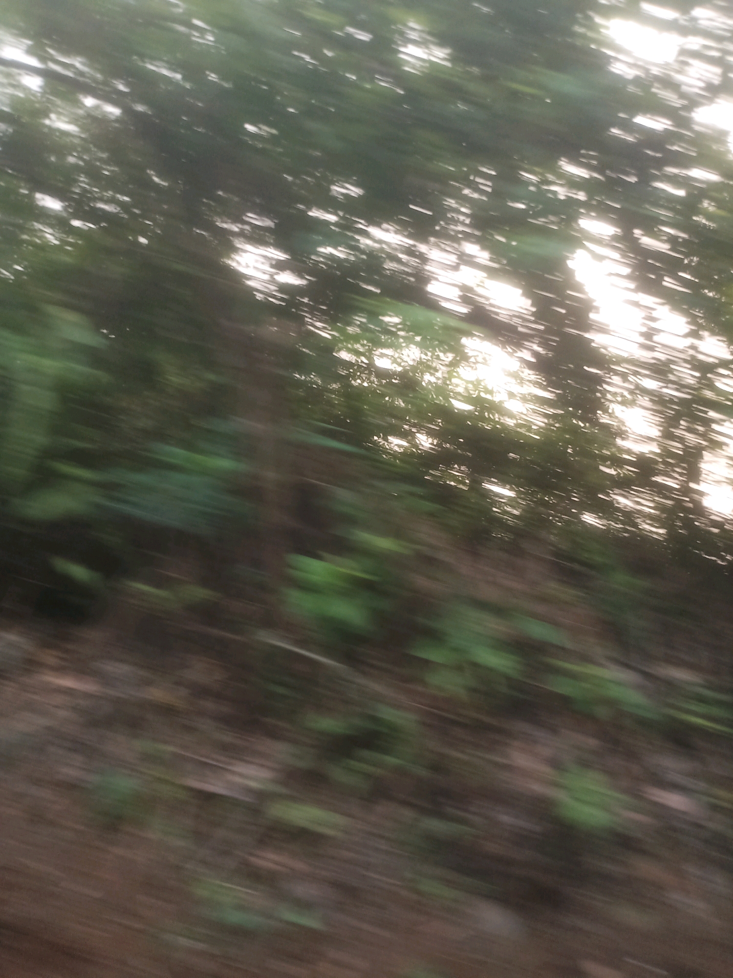The image is an out-of-focus, horizontal-panned shot of a natural environment, likely a roadside with dense foliage. The bright sunlight filtering through the leaves creates a dappled effect with streaks of light and shadow. The ground appears to be covered with fallen leaves and dirt, suggesting a forested or park-like setting. The motion blur indicates that the photograph was taken from a moving vehicle. The location is specified as being in Ciseeng, Indonesia, a region known for its natural beauty and rural landscapes. There are no people or distinct objects visible in the image due to the motion blur and lack of clear focus. The overall impression is one of movement and natural scenery, common in the outskirts of areas like Ciseeng.