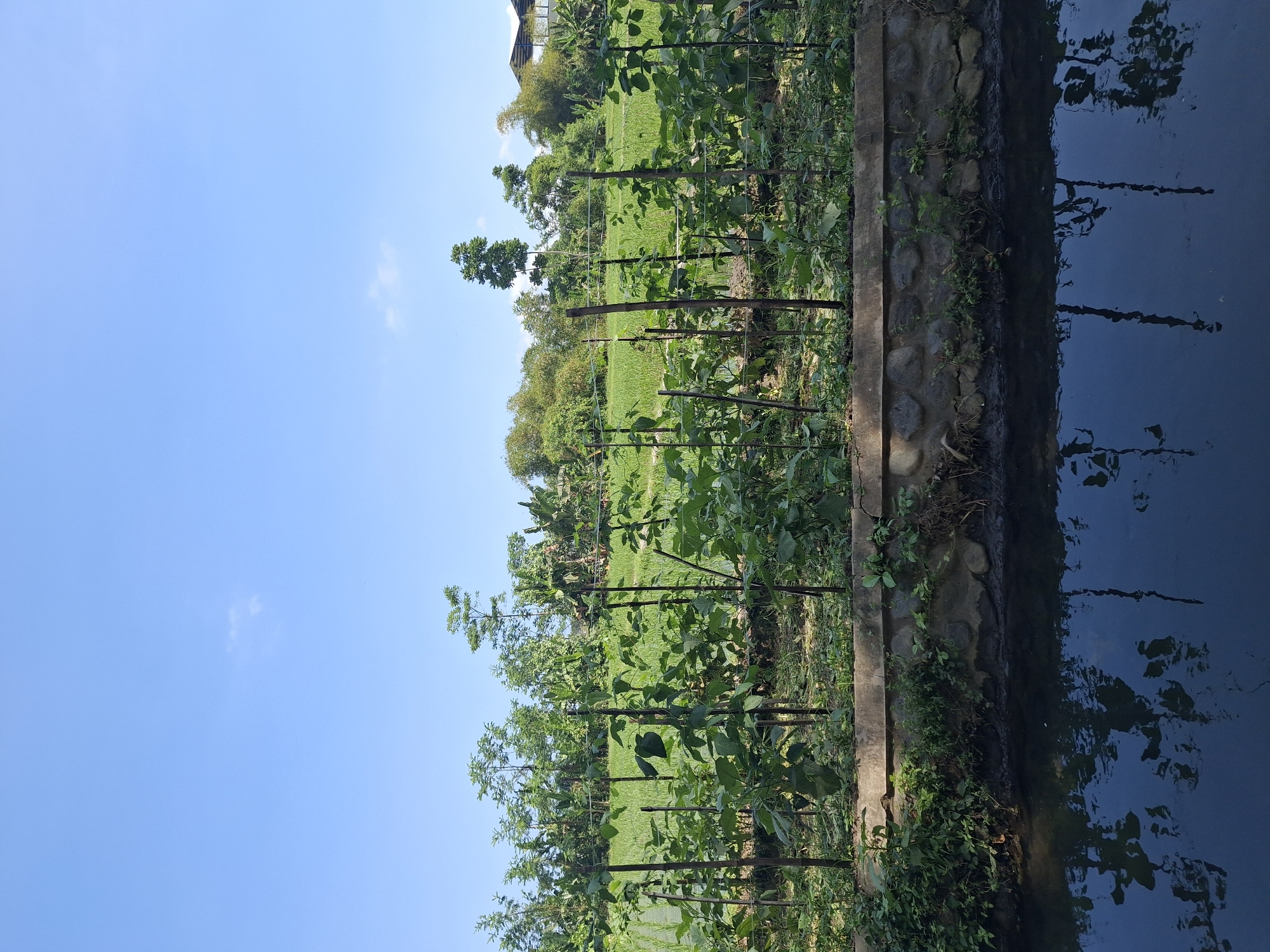 The image depicts a sunny day with a clear blue sky and a few wispy clouds. In the foreground, a dark body of water reflects the surrounding vegetation and sky. A low, stone-lined embankment separates the water from a garden area. This garden features rows of plants supported by wooden stakes and trellises, with lush green foliage dominating the scene. Beyond the garden, a field of young green crops, likely rice paddies, stretches into the background. Various trees of different sizes and species are visible, with some taller trees piercing the sky. In the far distance, a building with a modern roofline can be seen, suggesting proximity to a populated area. The overall impression is one of a rural or semi-rural agricultural landscape in Jogotrunan, Indonesia.