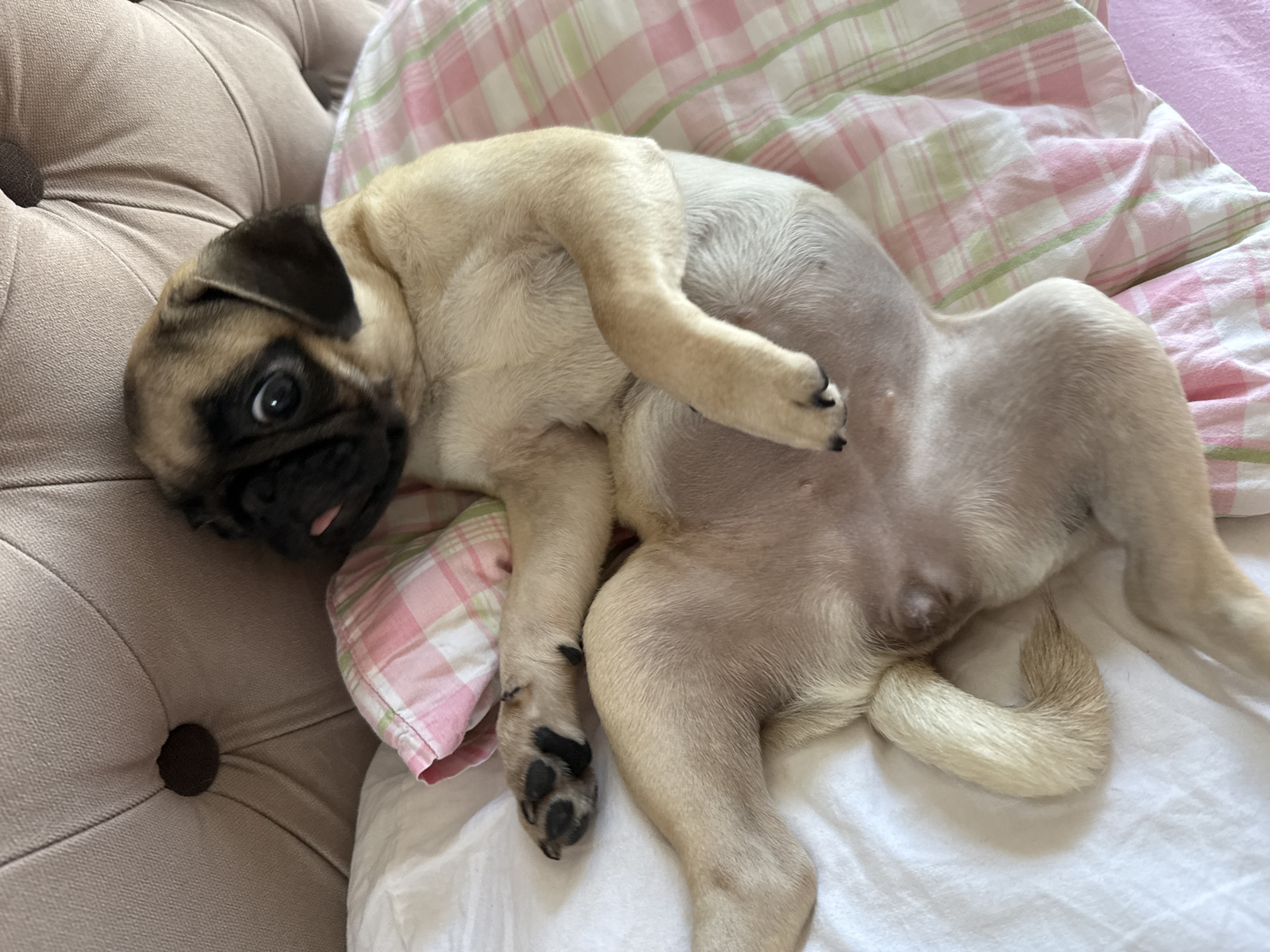 An adult pug dog is lying on its back on a bed. The dog has tan and black fur, with its tongue slightly sticking out. The dog's eyes are wide open, and its ears are perked up. The dog is lying on a white sheet, with a pink and green plaid pillow tucked behind its head. The bed is upholstered in a light brown tufted fabric. The lighting in the image is soft and natural.