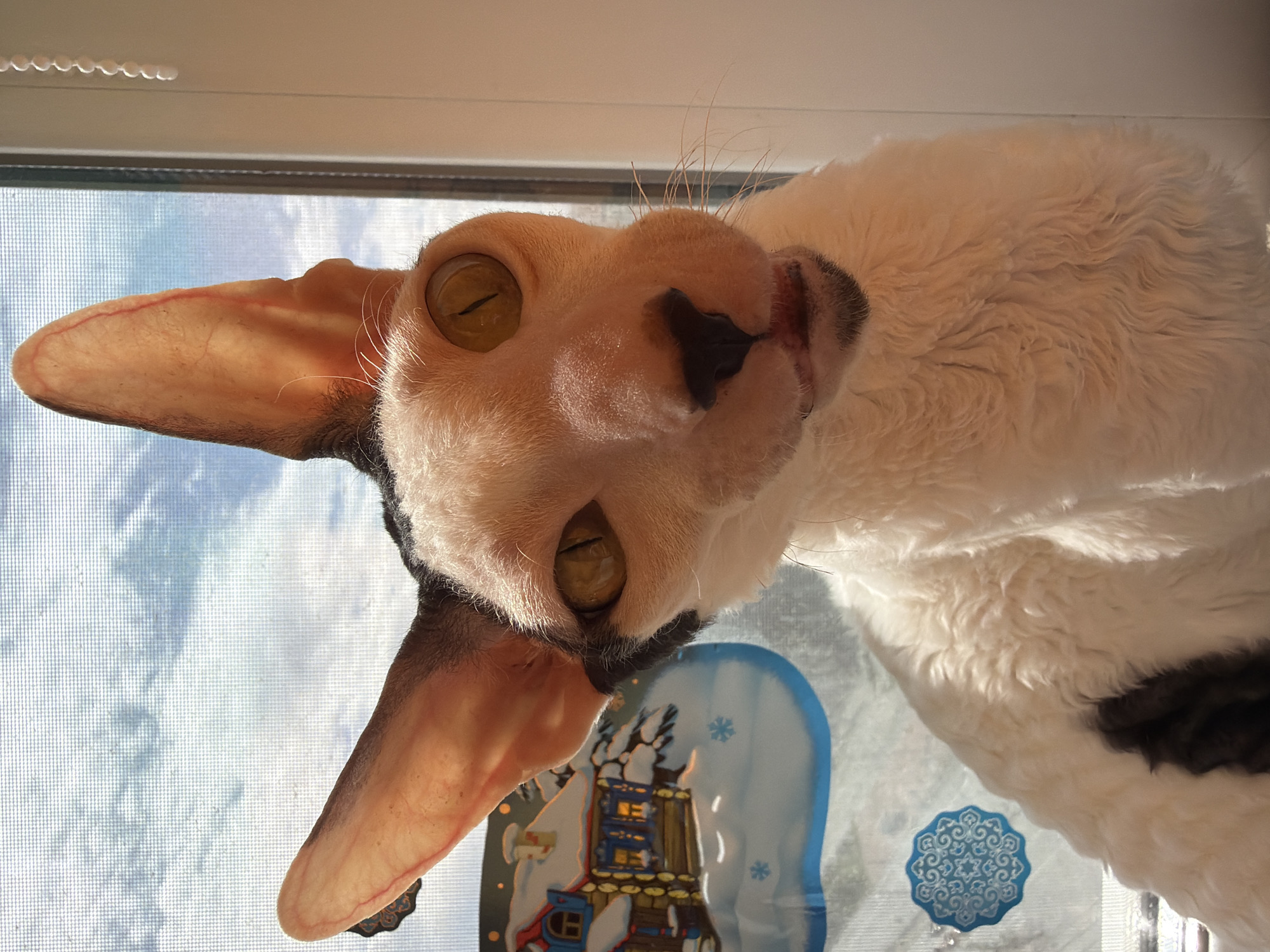 A close-up, eye-level, medium shot shows a Cornish Rex cat with large, prominent ears and golden eyes. The cat is black and white, with a curly, white coat and black markings on its head and back. It is looking directly at the camera with its mouth slightly open, revealing its tongue. To the left of the cat, a window decorated with a winter-themed sticker featuring a snow-covered cabin and snowflakes is visible. The background is a slightly out-of-focus view of a cloudy sky seen through a window screen. The lighting suggests it is daytime, with sunlight illuminating the scene. The cat appears to be indoors, by a window.
