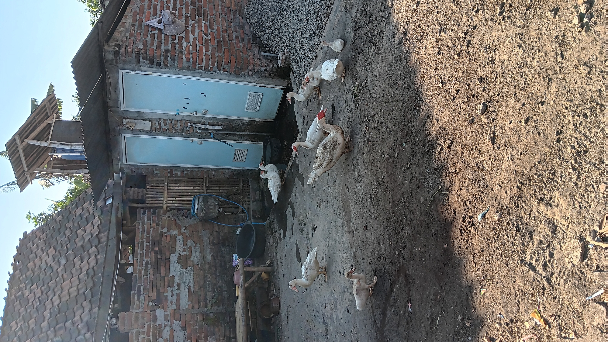 A group of seven Muscovy ducks, some adult and some juvenile, are present in a dusty, outdoor courtyard. The courtyard is paved with concrete in some areas and dirt in others. In the background, a brick building with two light blue doors stands. Above the building, a rustic structure with a corrugated metal roof and bamboo supports is visible. To the left of the building, there is a tiled-roof structure with exposed brickwork and a bamboo fence. A wooden bench and various containers, including a dark basin and a blue hose, are scattered around the courtyard. A pile of gravel is visible to the right of the brick building. The scene appears to be a rural or semi-rural setting in Sonobekel, Indonesia. The lighting suggests it is daytime.