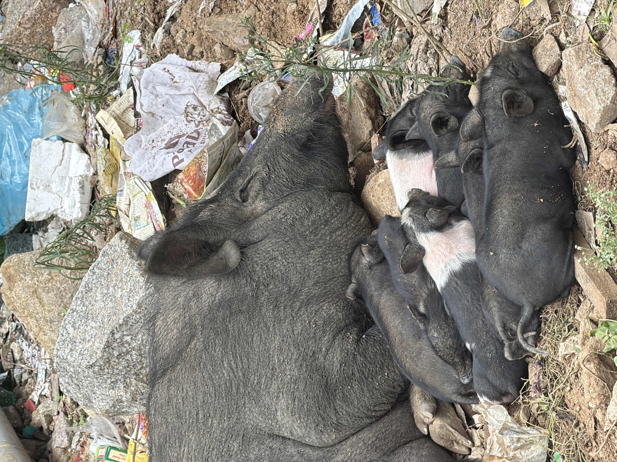 A litter of piglets are nestled around their mother, who is lying down on the ground. The pigs are in an outdoor environment, surrounded by debris, including rocks, dirt, and various forms of trash such as plastic bags, paper wrappers, and torn fabric. Some of the piglets are entirely black, while others have patches of pink or white. The mother pig is large and dark gray, with its eyes closed. The scene appears to be in a less maintained area, possibly a roadside or a dumping ground. The location is identified as Shamshabad, India.